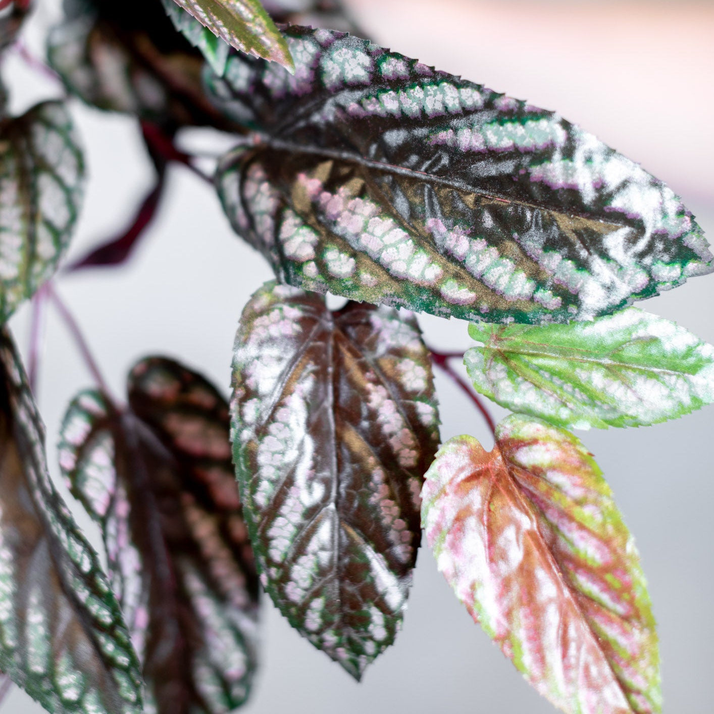 Red Back Cissus Burgundy Green