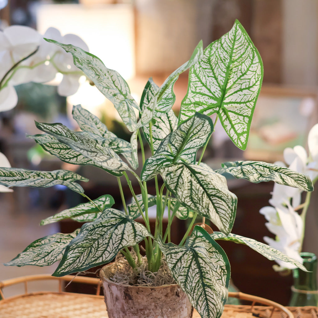 Variegated Caladium in Birch Pot