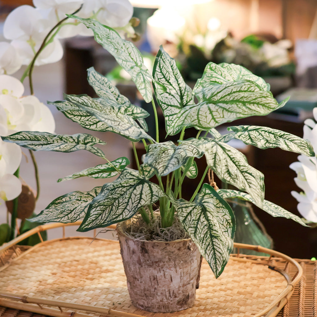 Variegated Caladium in Birch Pot