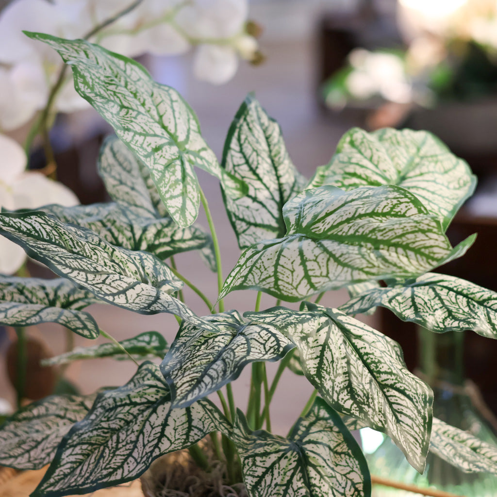 Variegated Caladium in Birch Pot