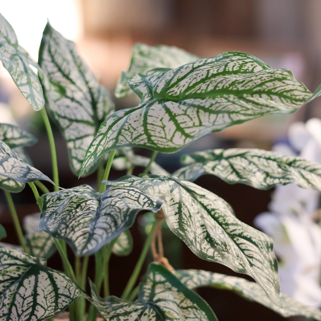 Variegated Caladium in Birch Pot