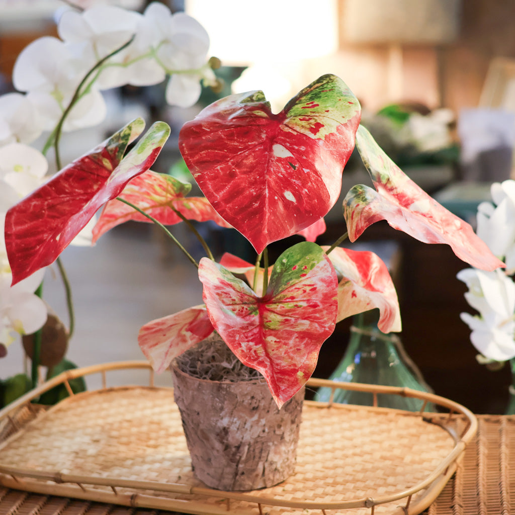 Red Caladium in Birch Pot