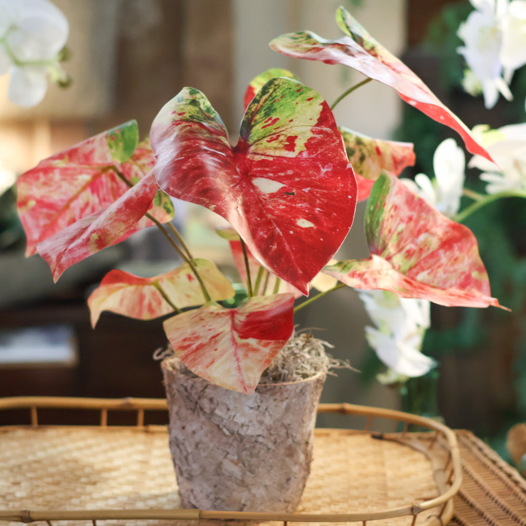 Red Caladium in Birch Pot