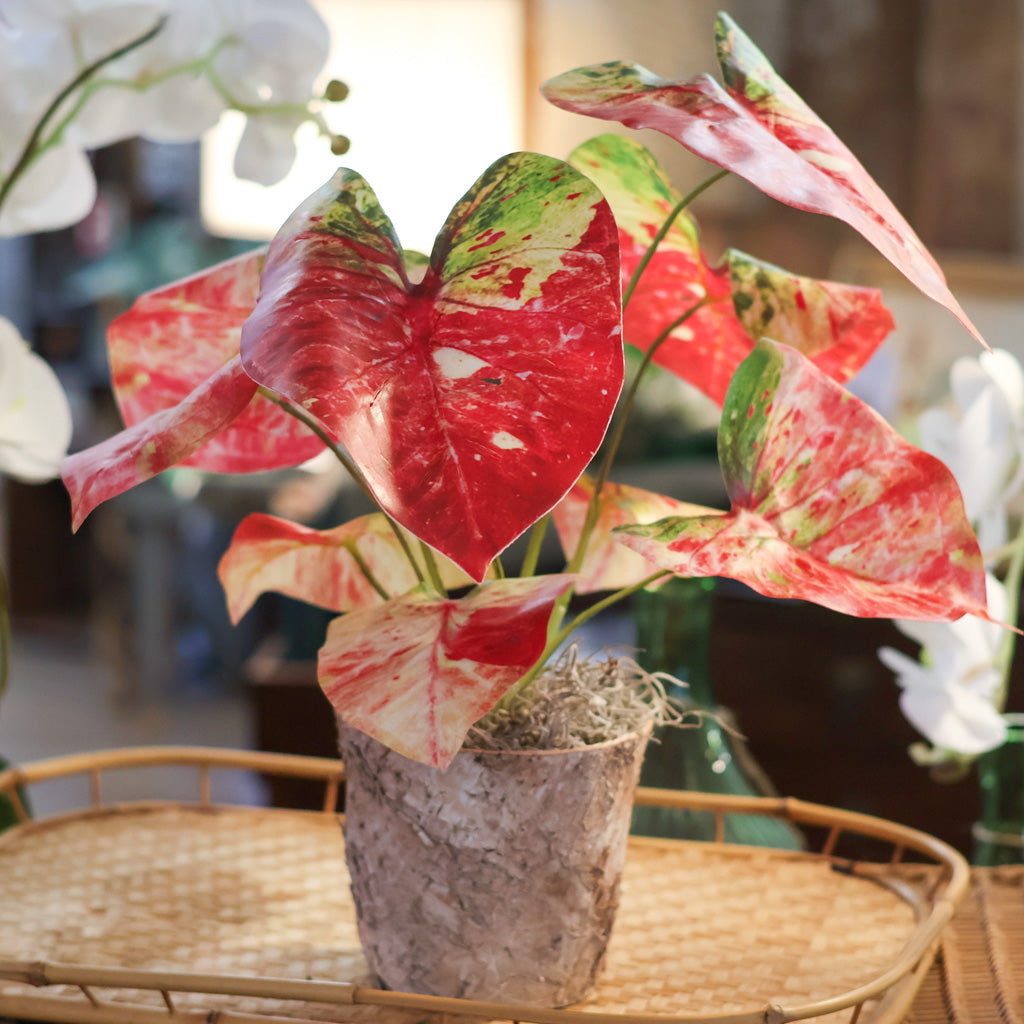 Red Caladium in Birch Pot