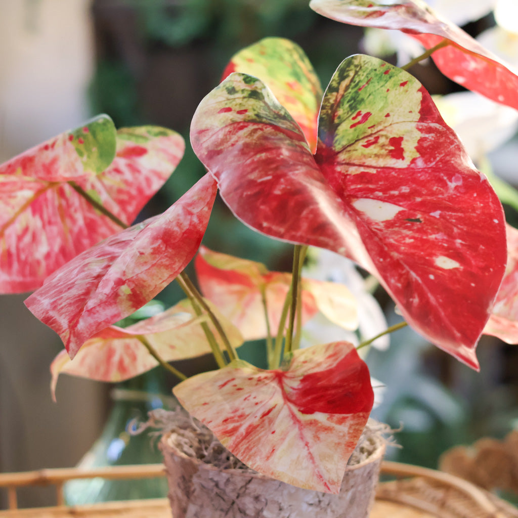 Red Caladium in Birch Pot