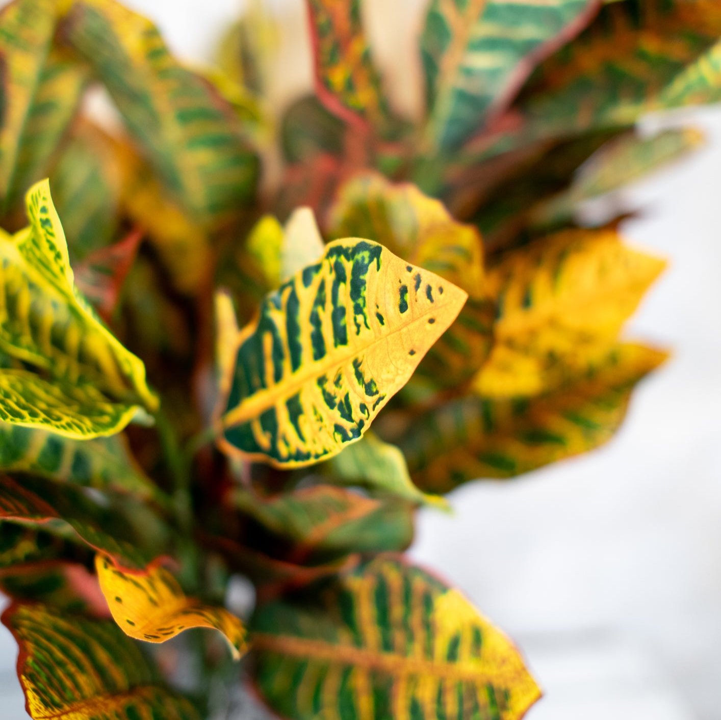 Croton Moss Pot Planter Drop In