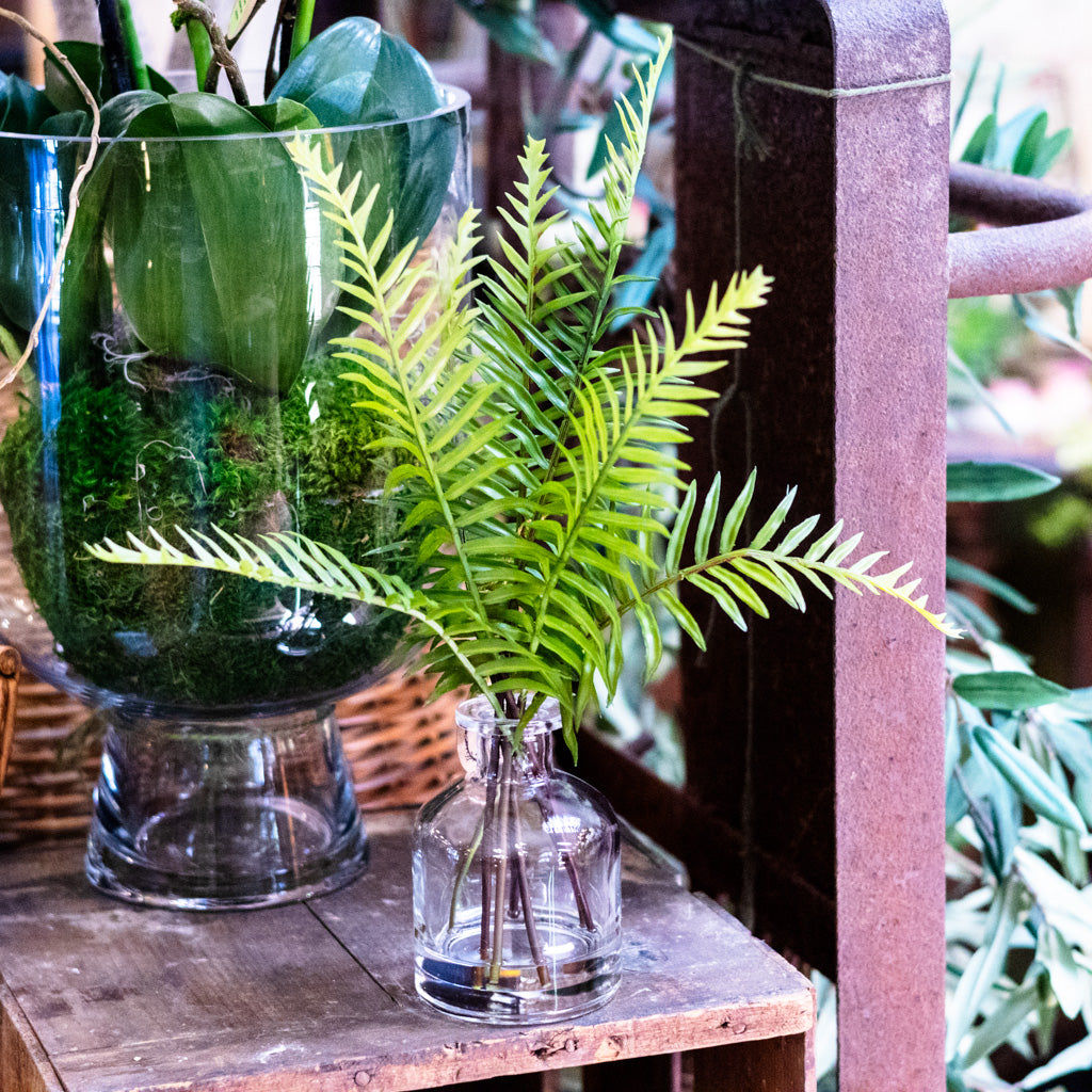 Sword Fern in Glass