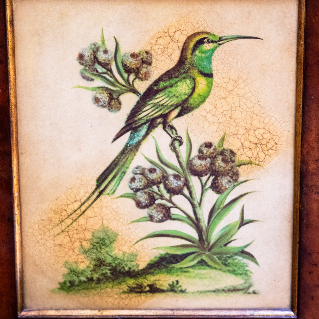 Hummingbird Framed Art