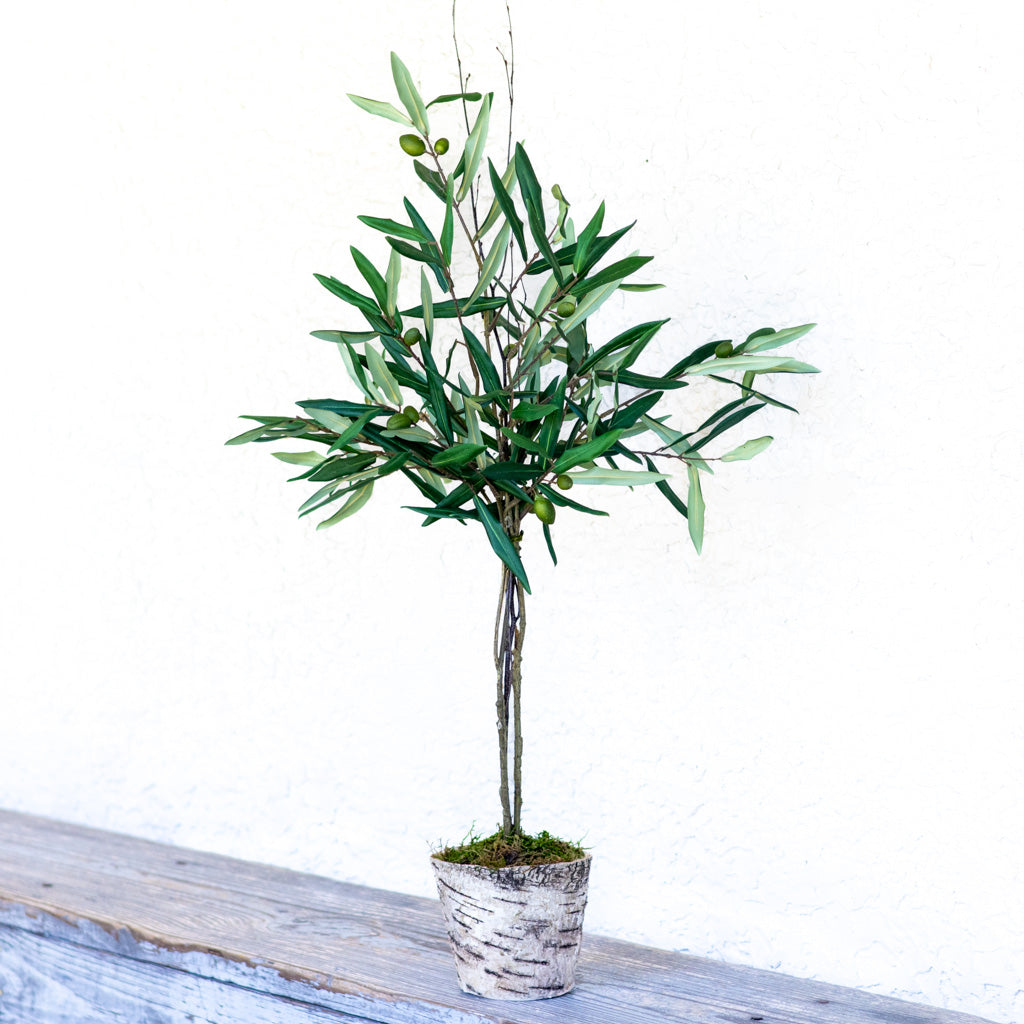 Olive Topiary