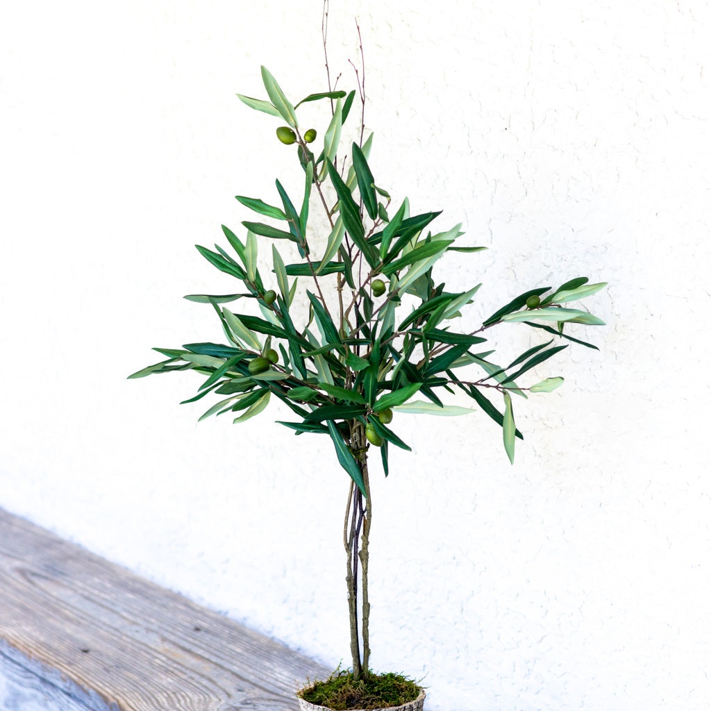 Olive Topiary