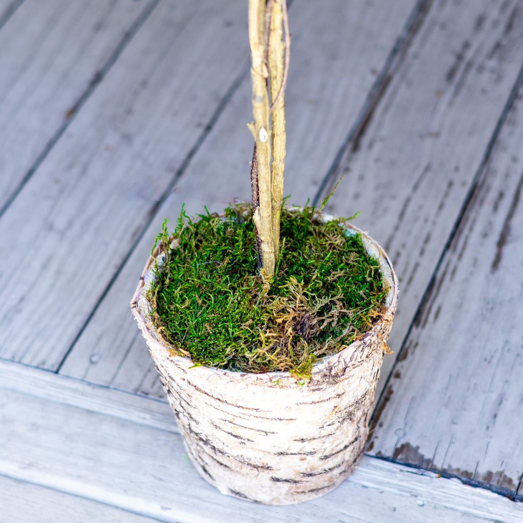 Olive Topiary