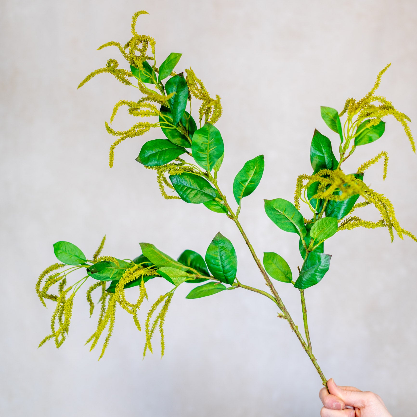 Mini Amaranthus Green