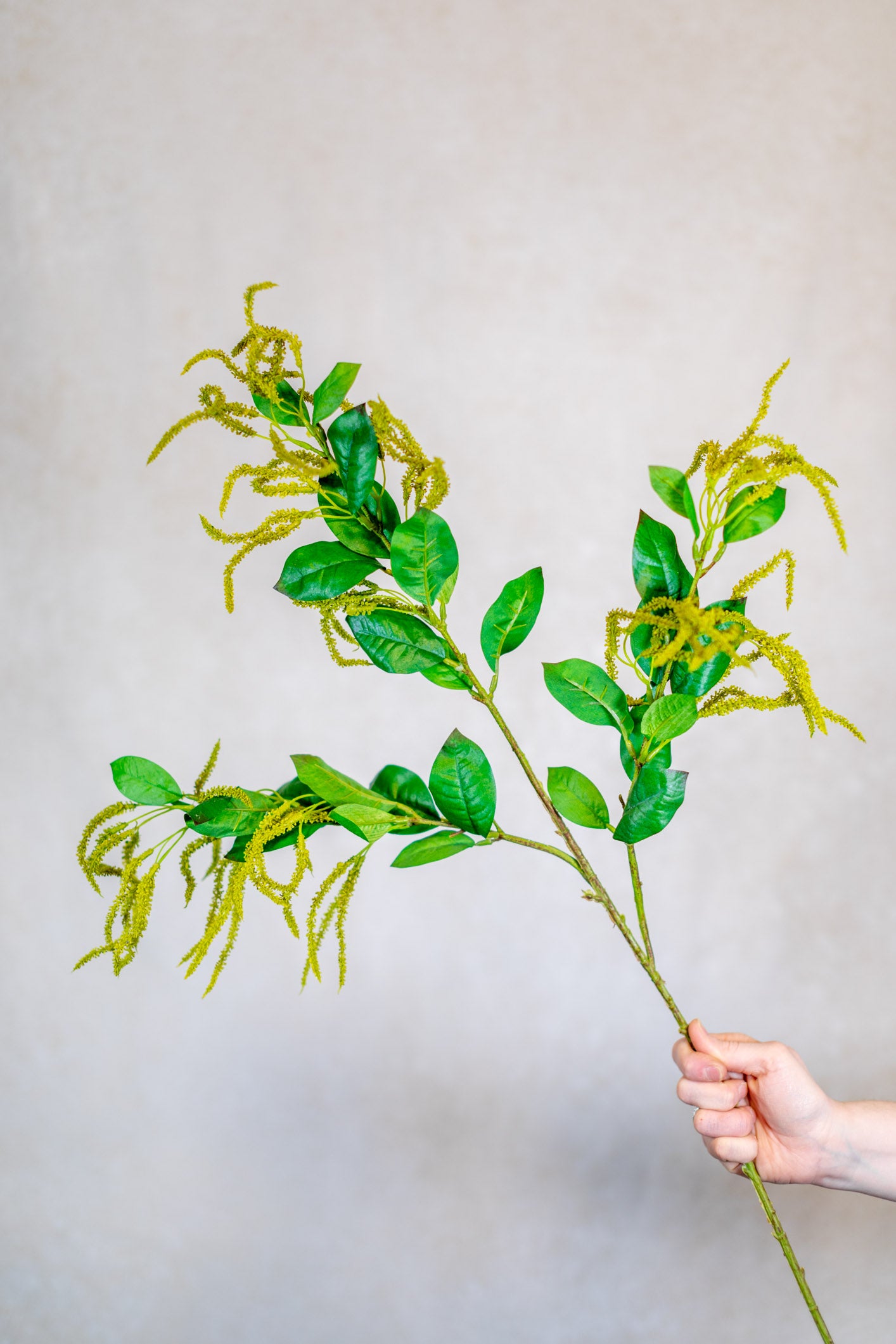 Mini Amaranthus Green