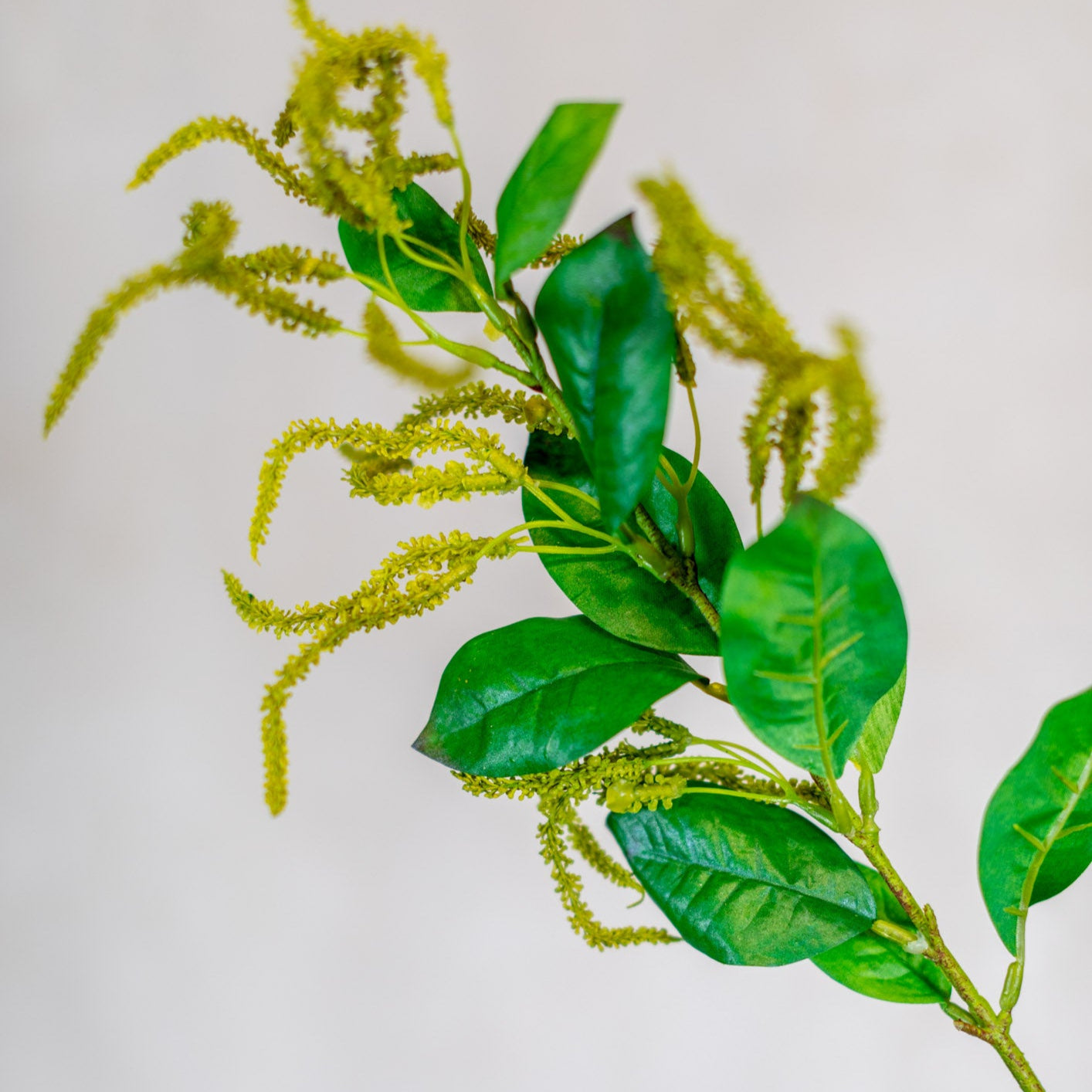 Mini Amaranthus Green