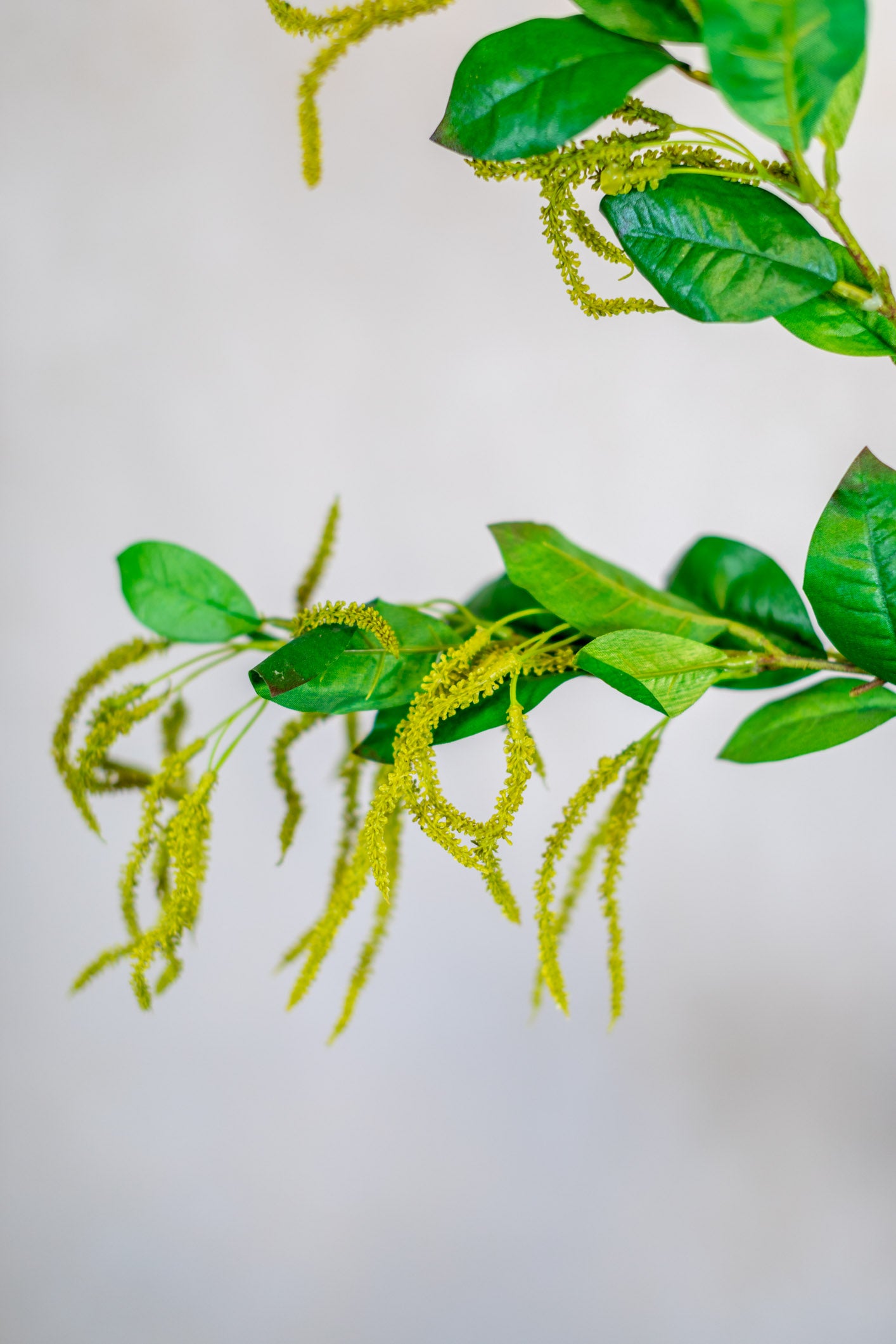 Mini Amaranthus Green