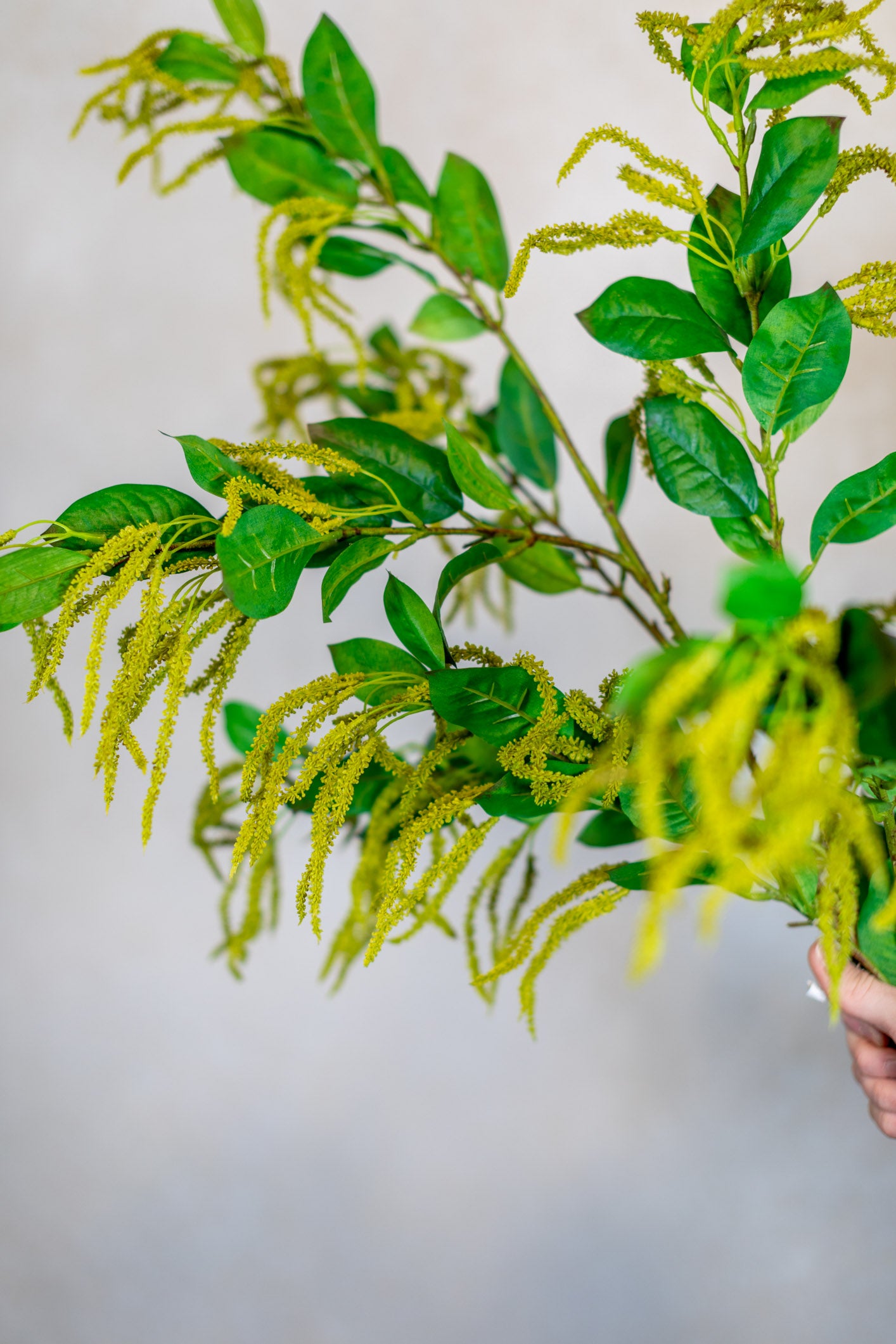 Mini Amaranthus Green