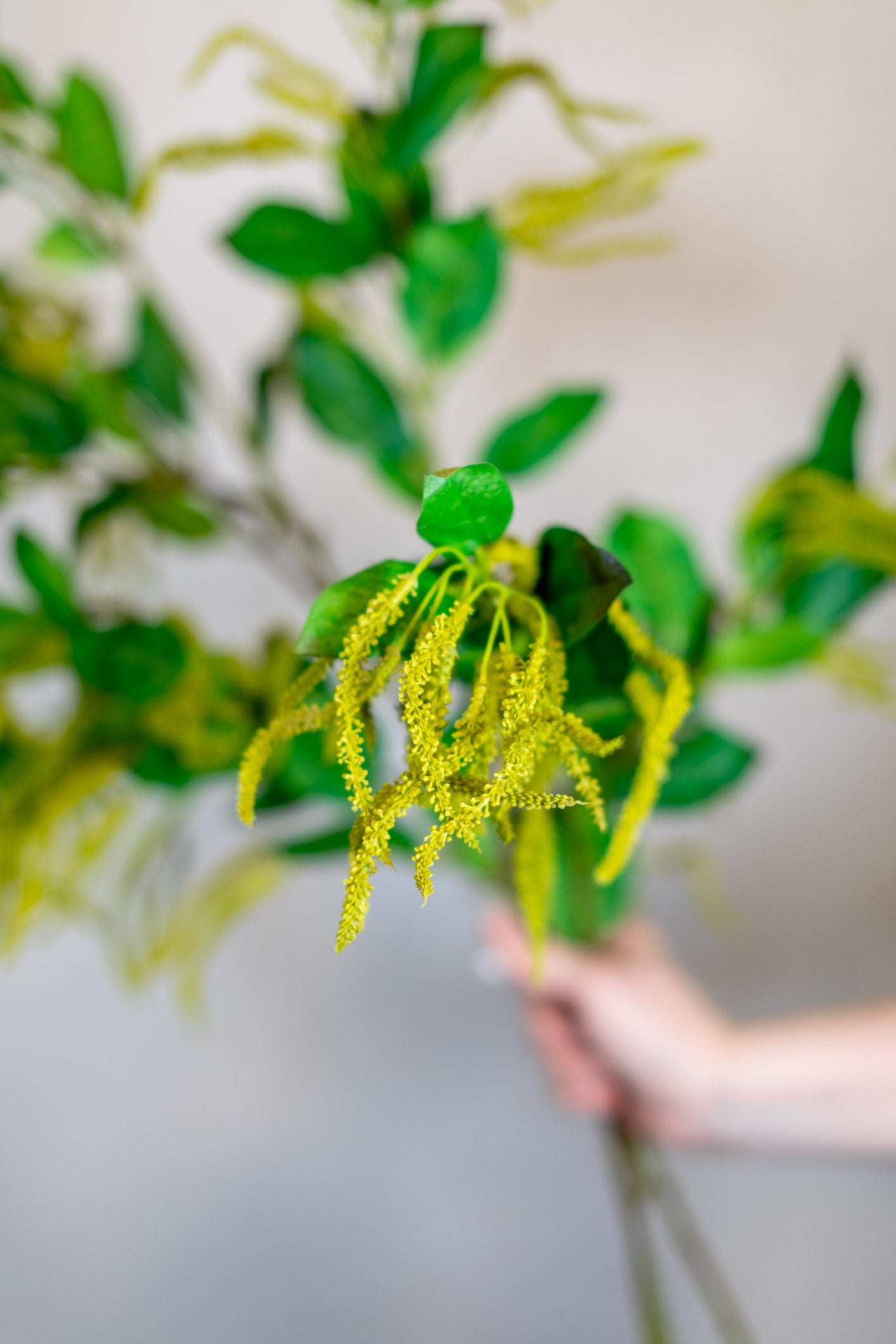 Mini Amaranthus Green