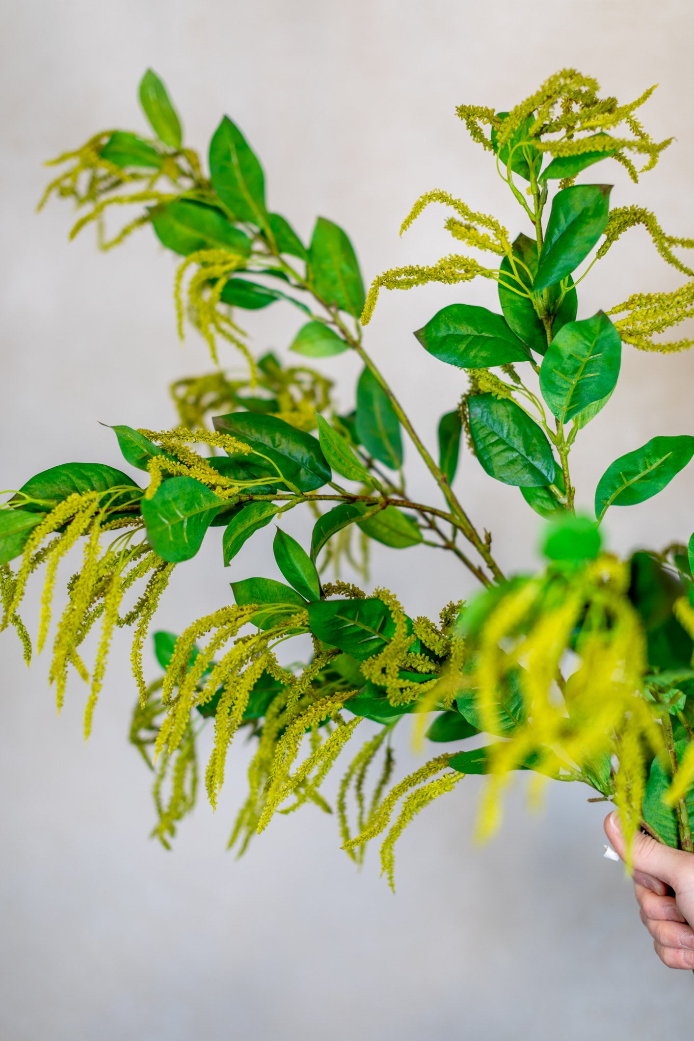 Mini Amaranthus Green