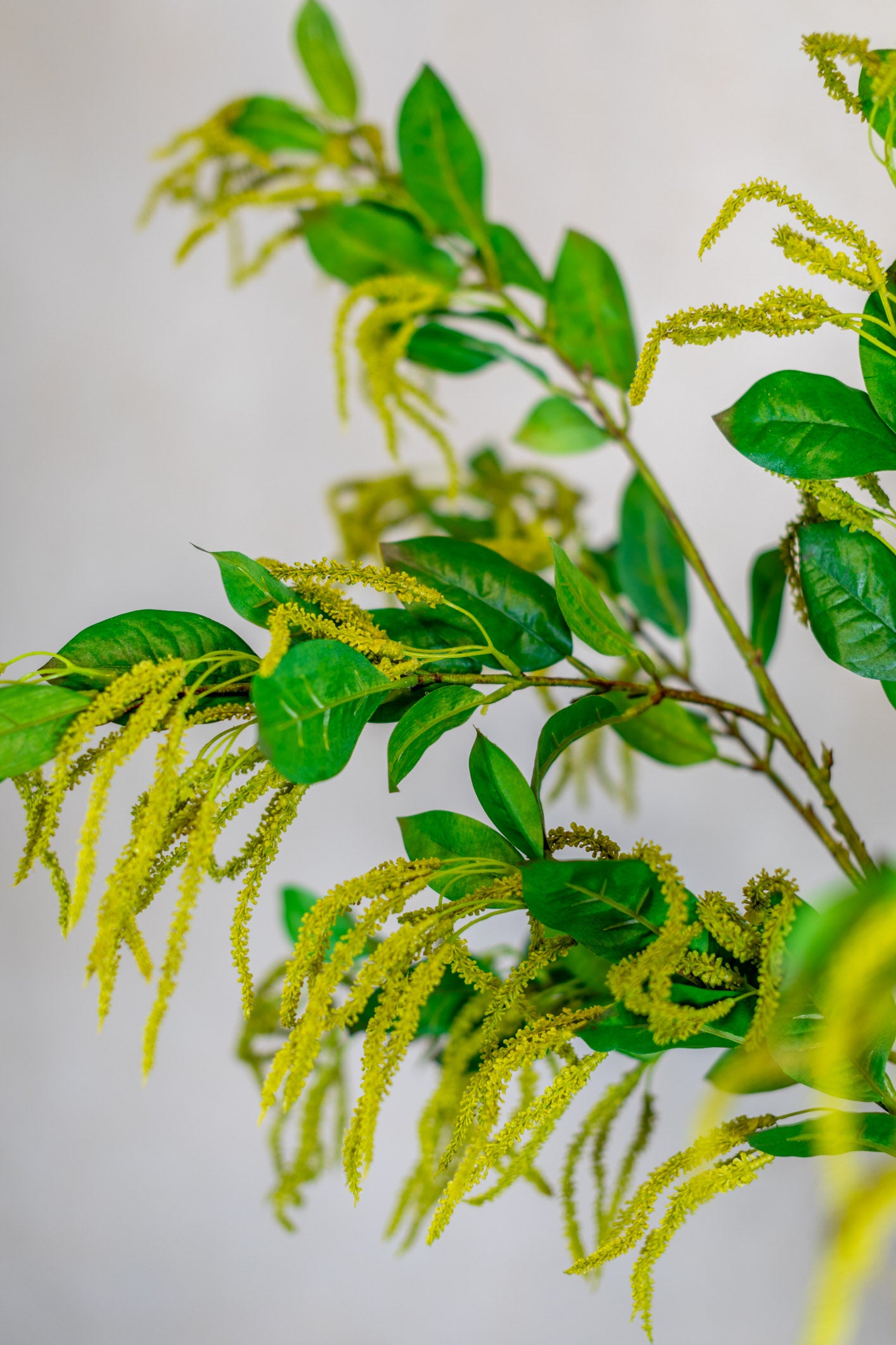 Mini Amaranthus Green