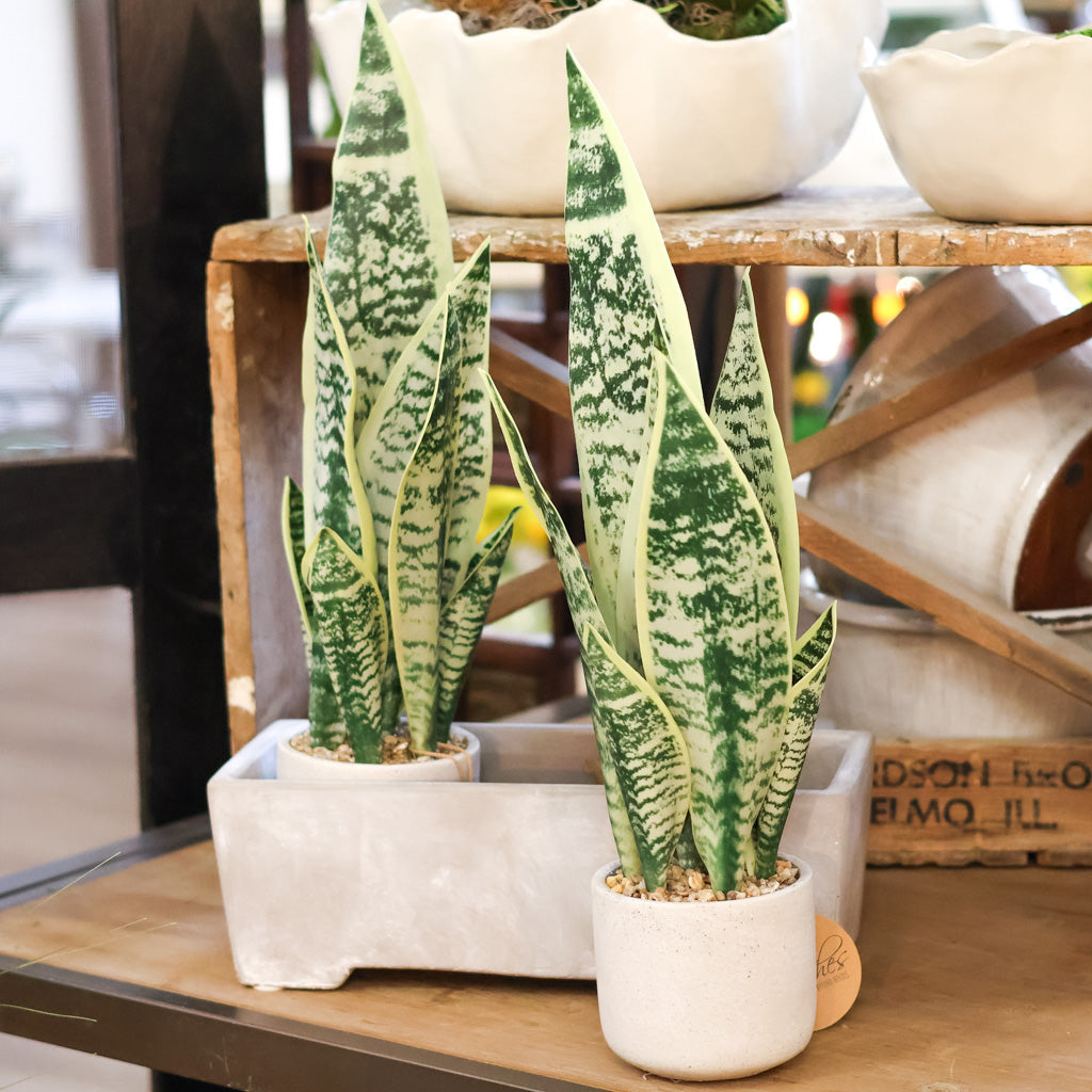 Sanseveria Plant