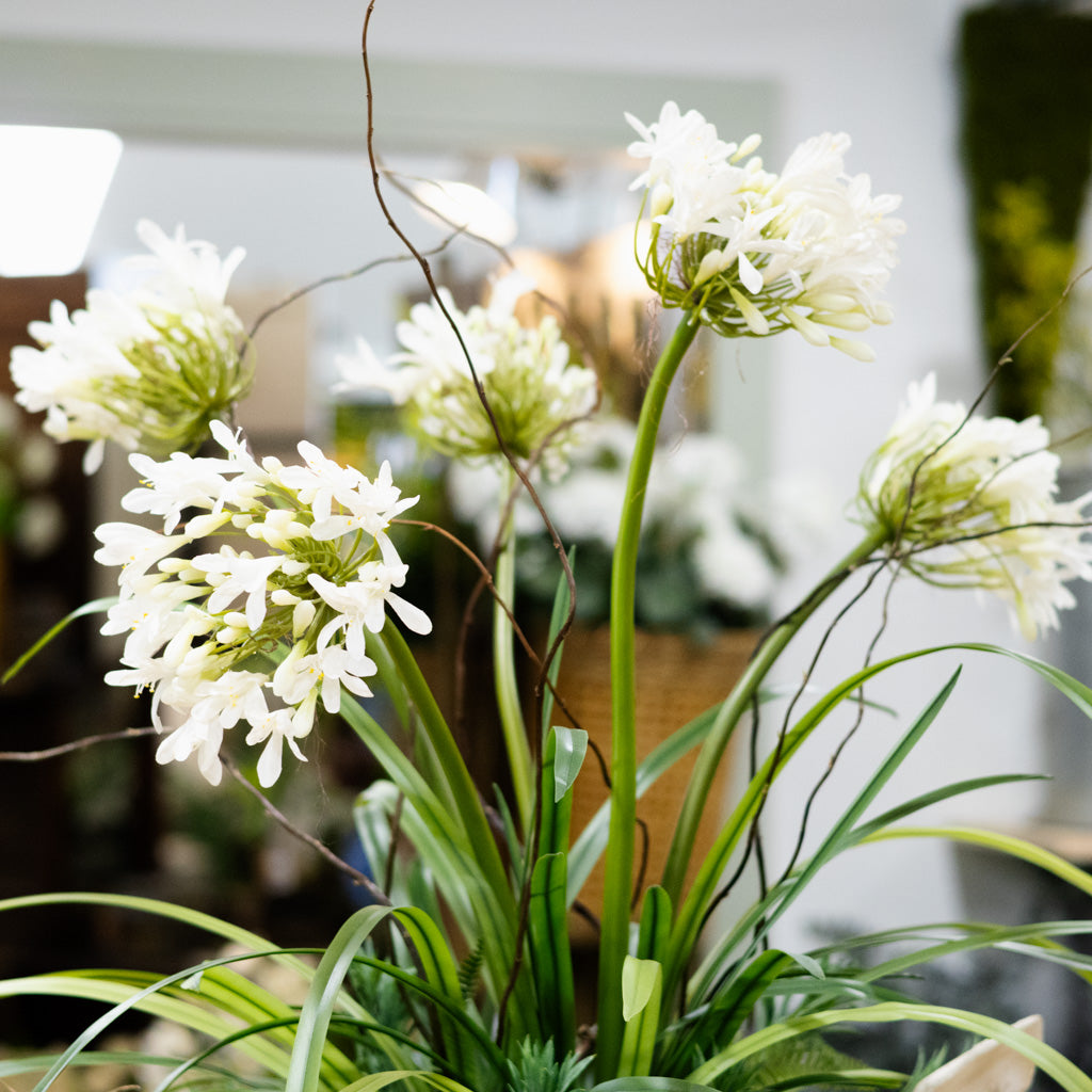Deluxe Agapanthus Drop-in