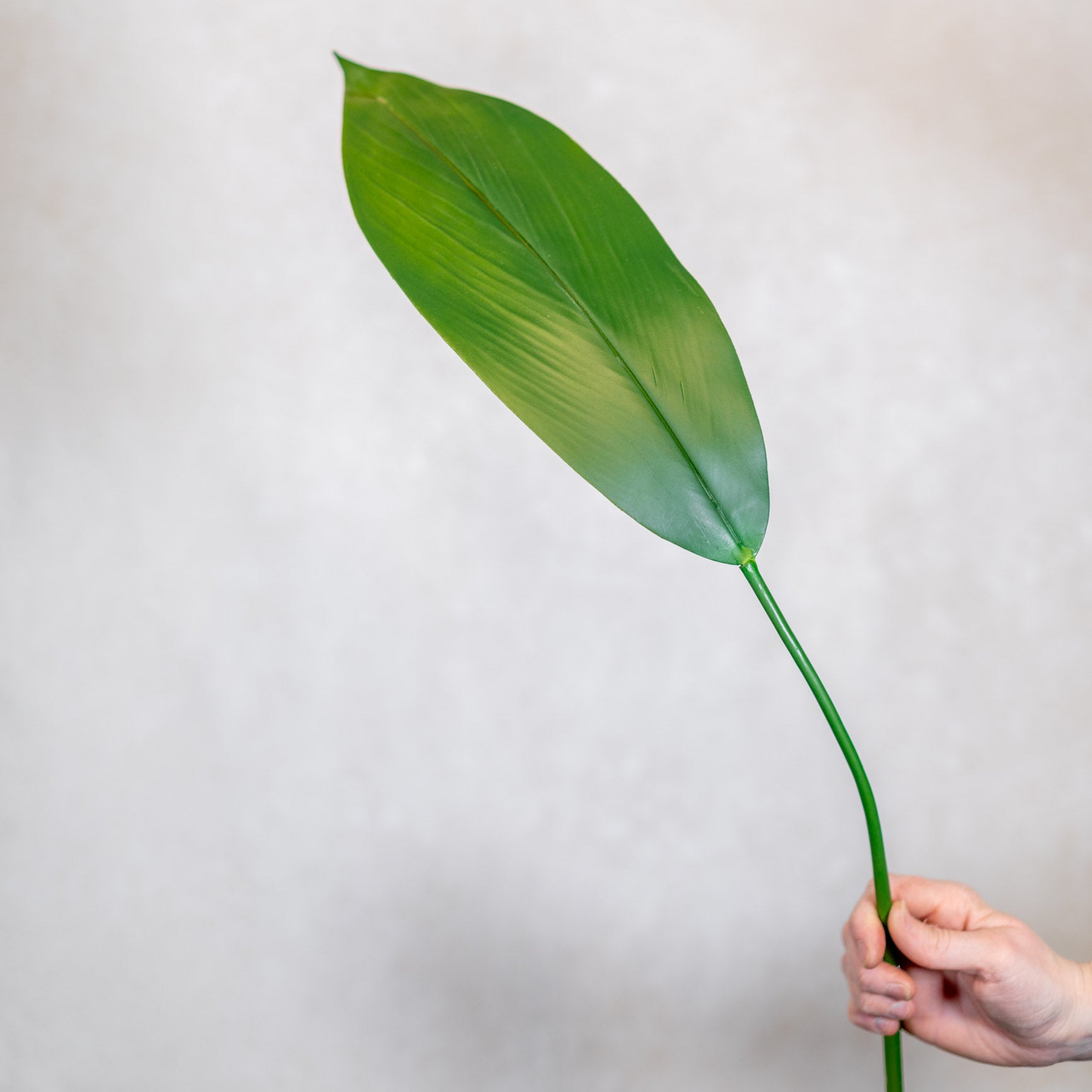 Peace Lily Leaf Stem