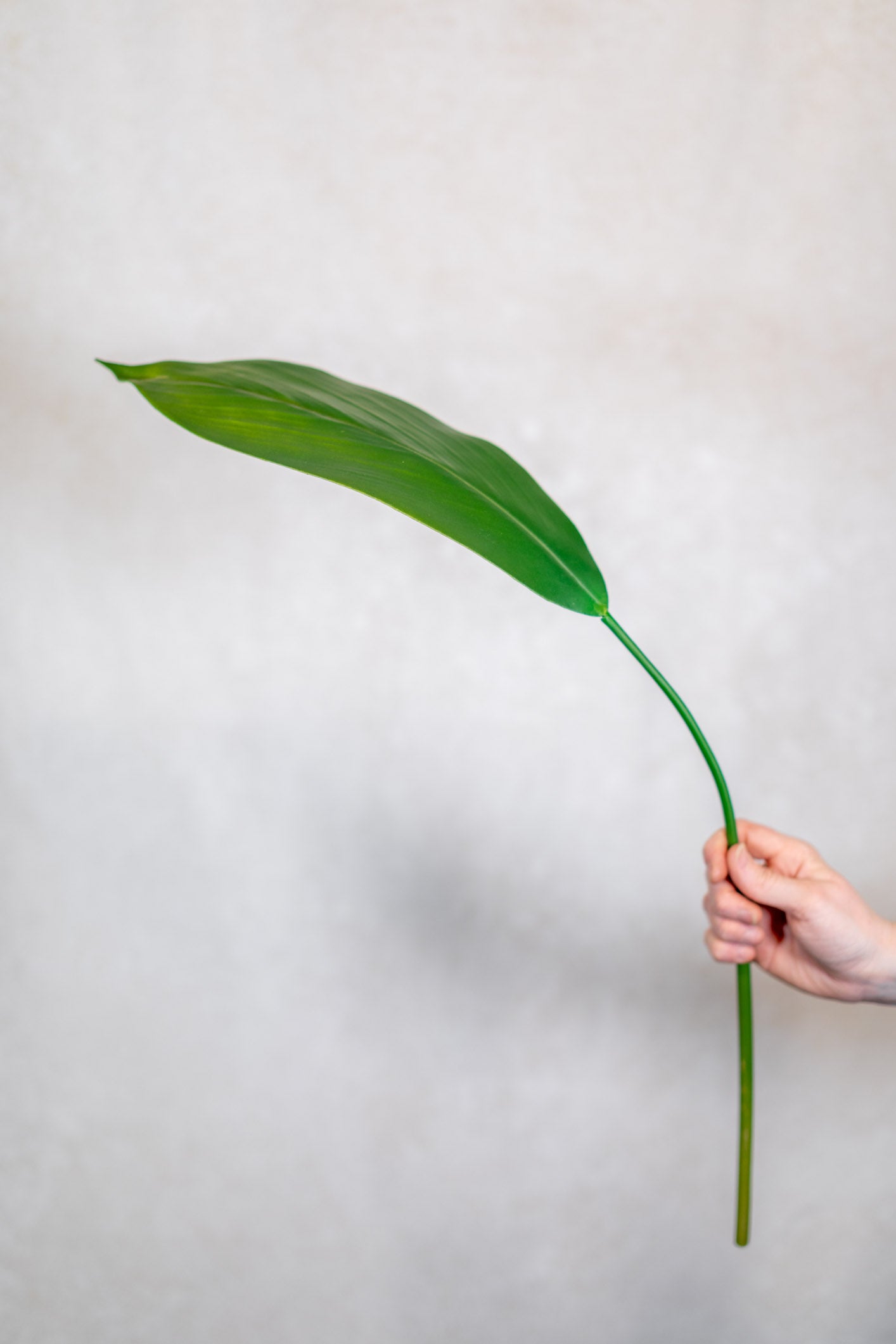 Peace Lily Leaf Stem