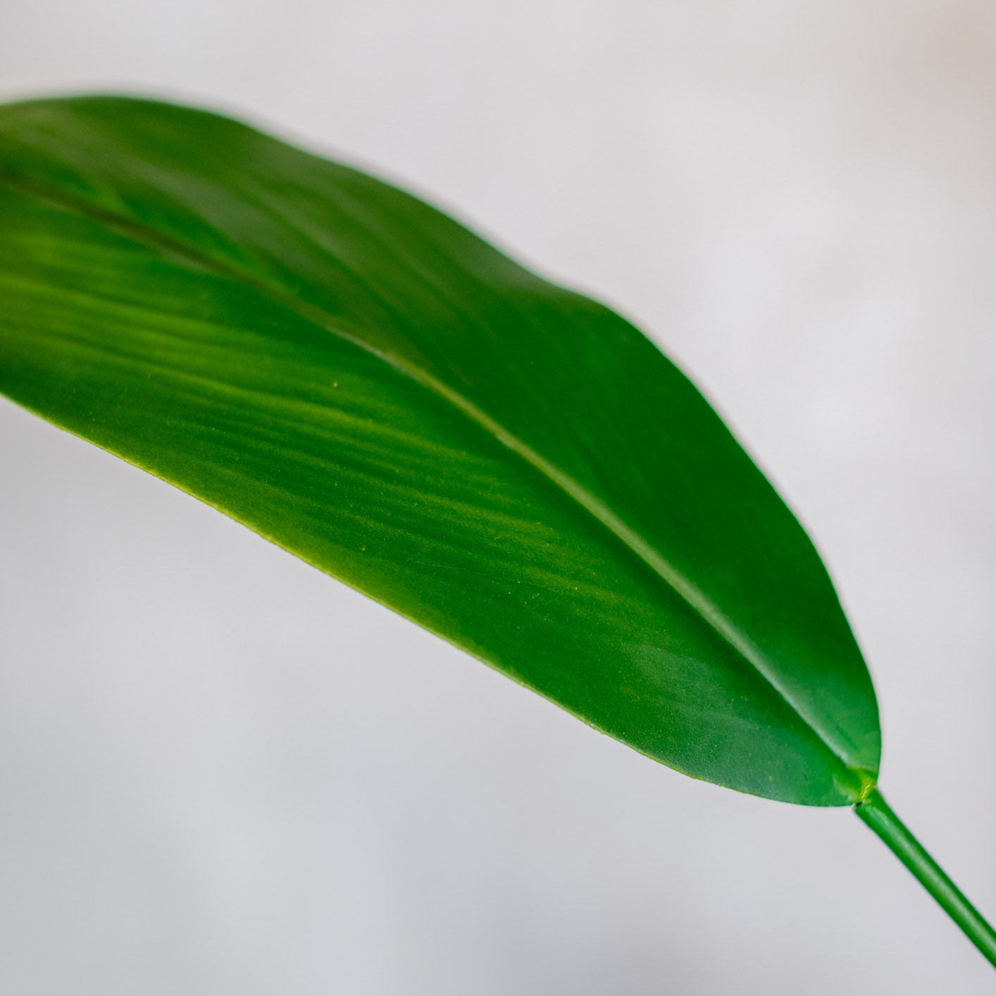 Peace Lily Leaf Stem