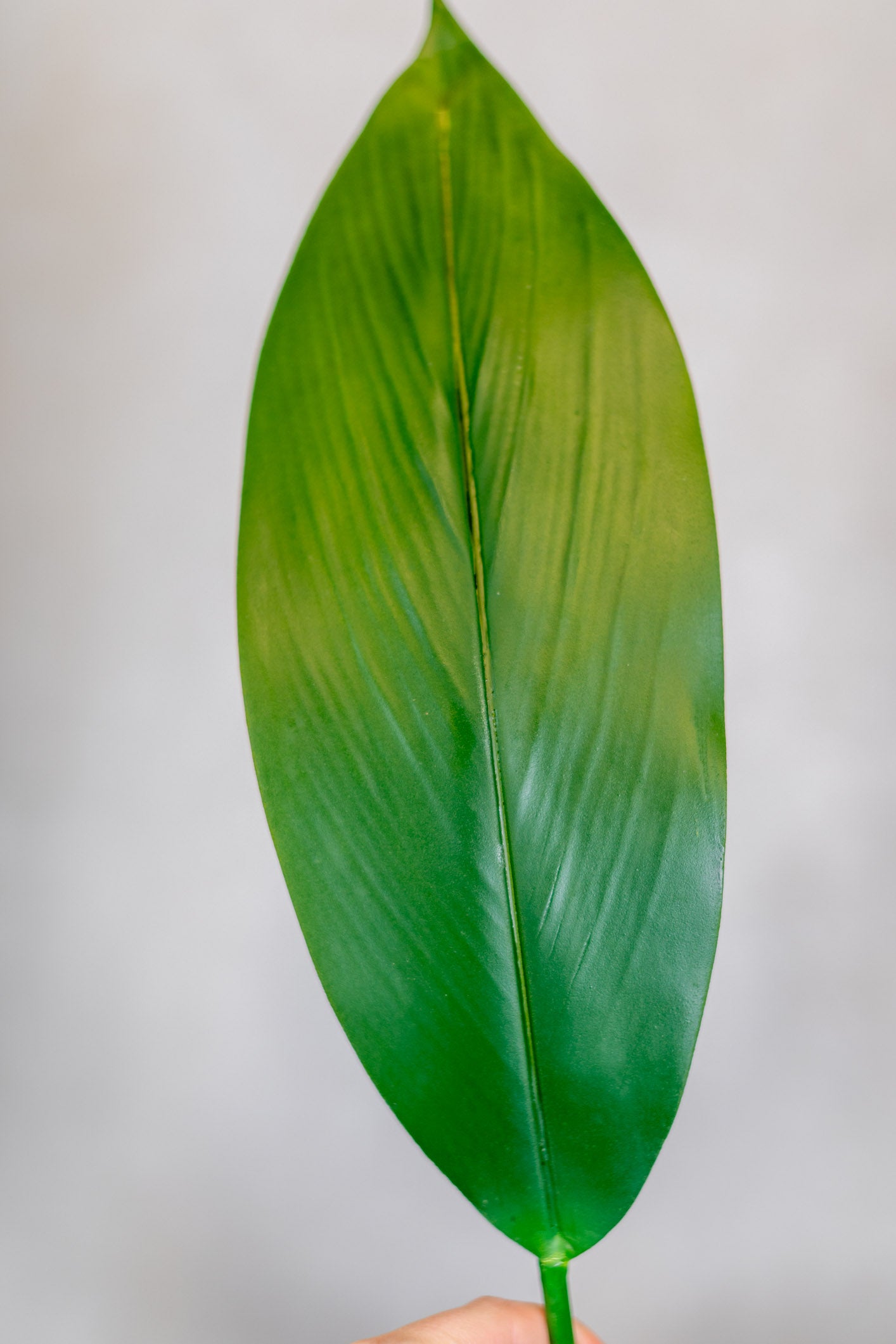 Peace Lily Leaf Stem