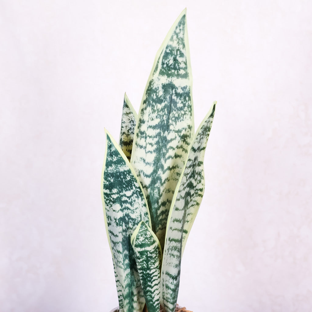 Sanseveria Plant