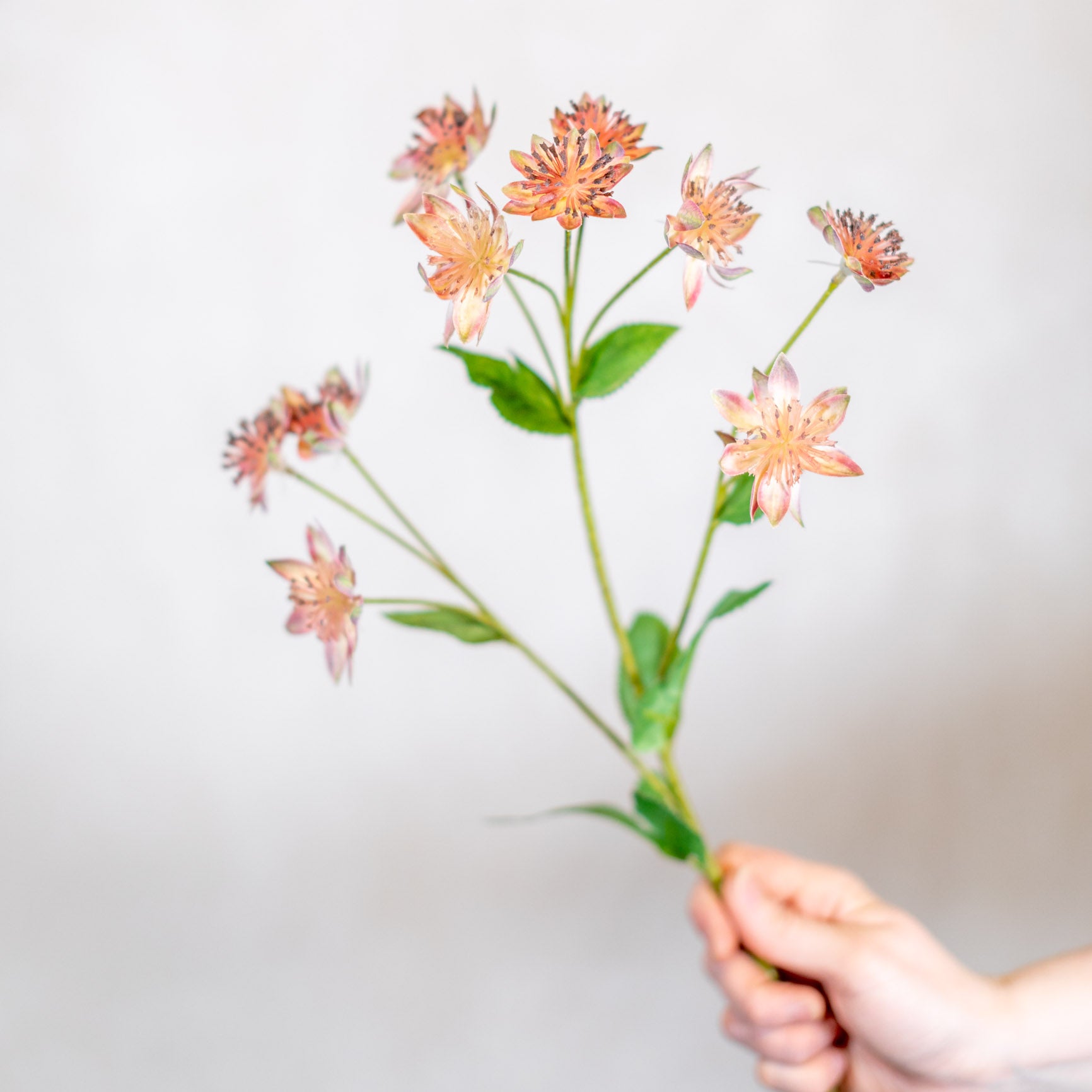 Armeria Spray Pink