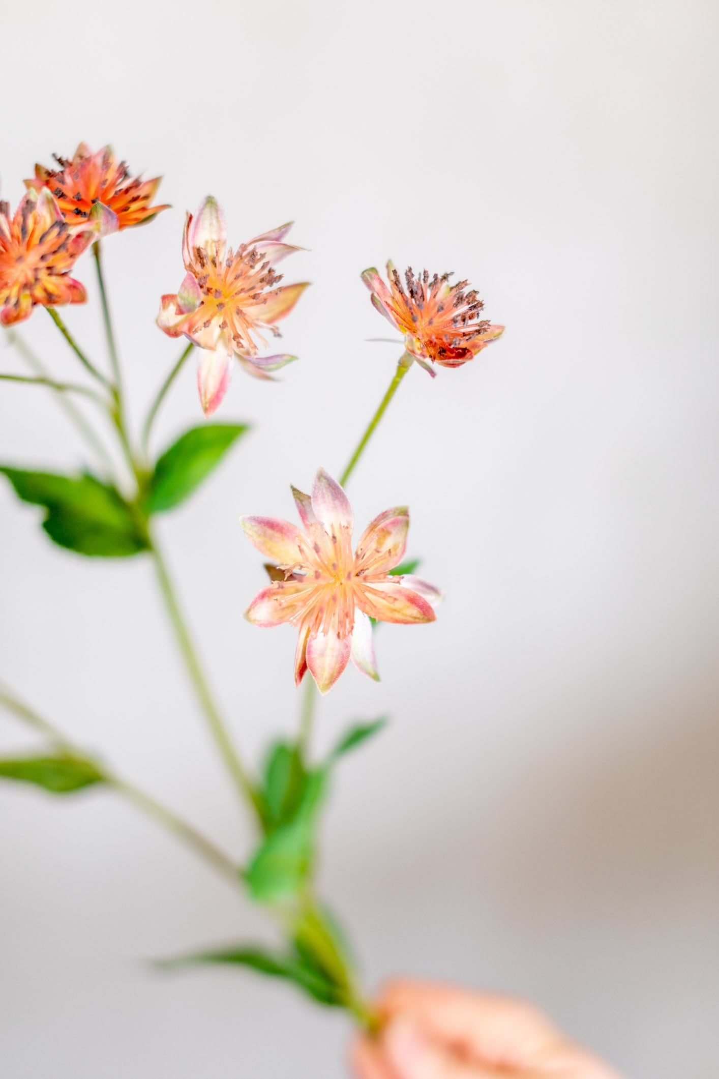 Armeria Spray Pink