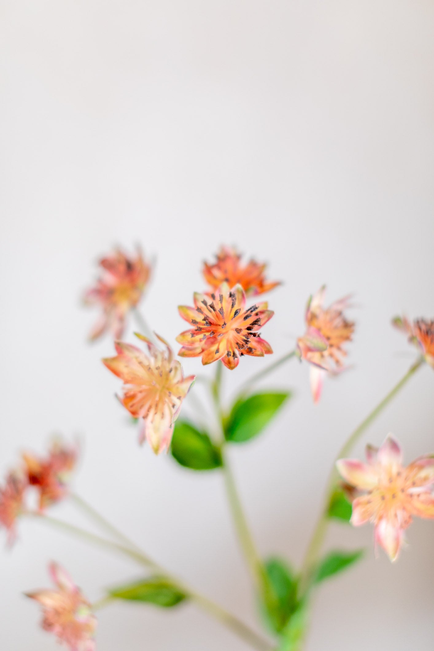 Armeria Spray Pink