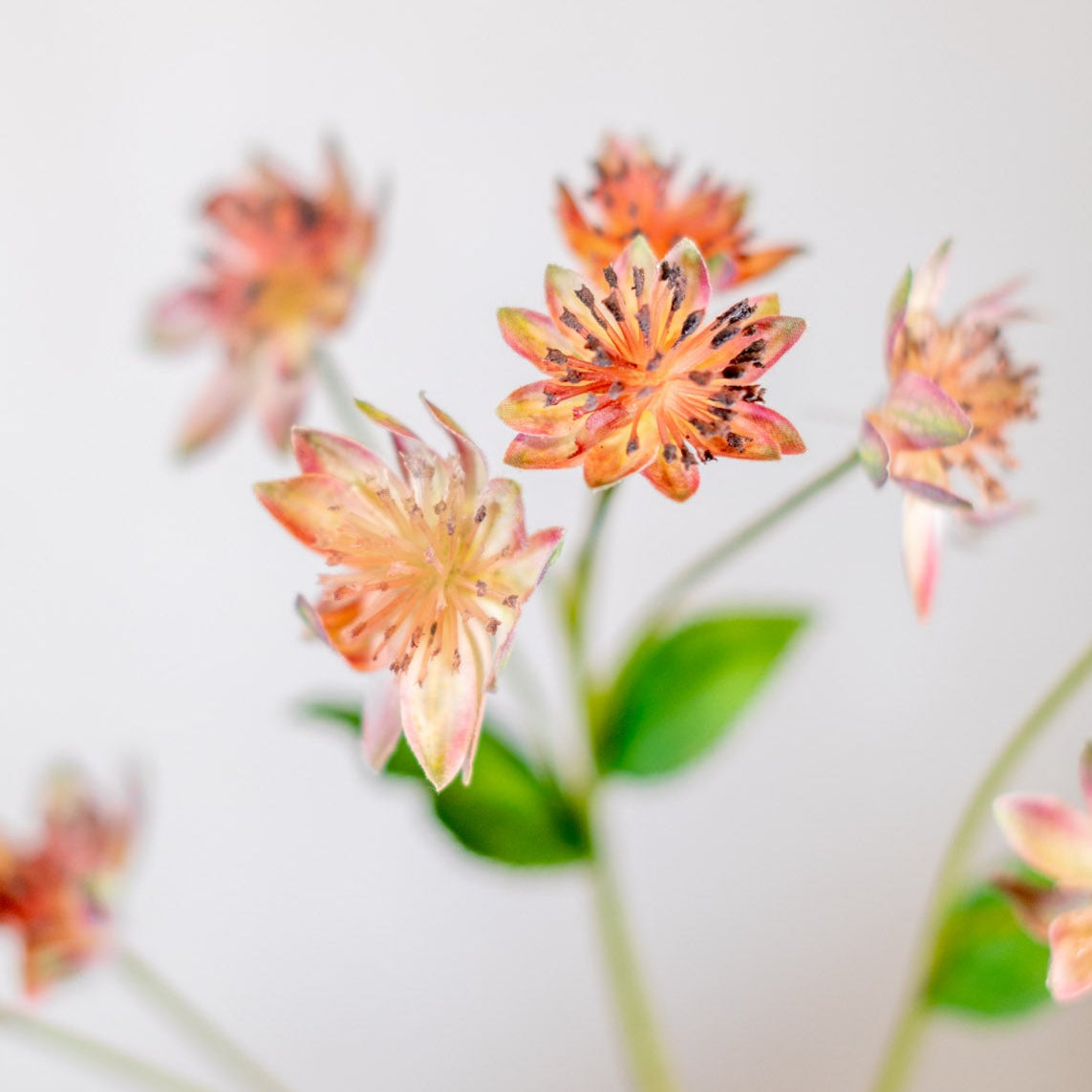 Armeria Spray Pink