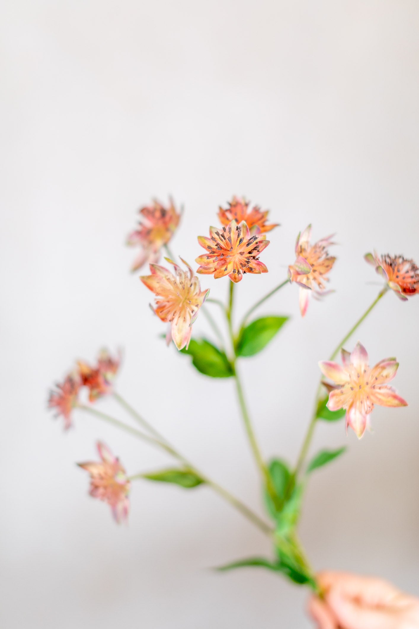 Armeria Spray Pink