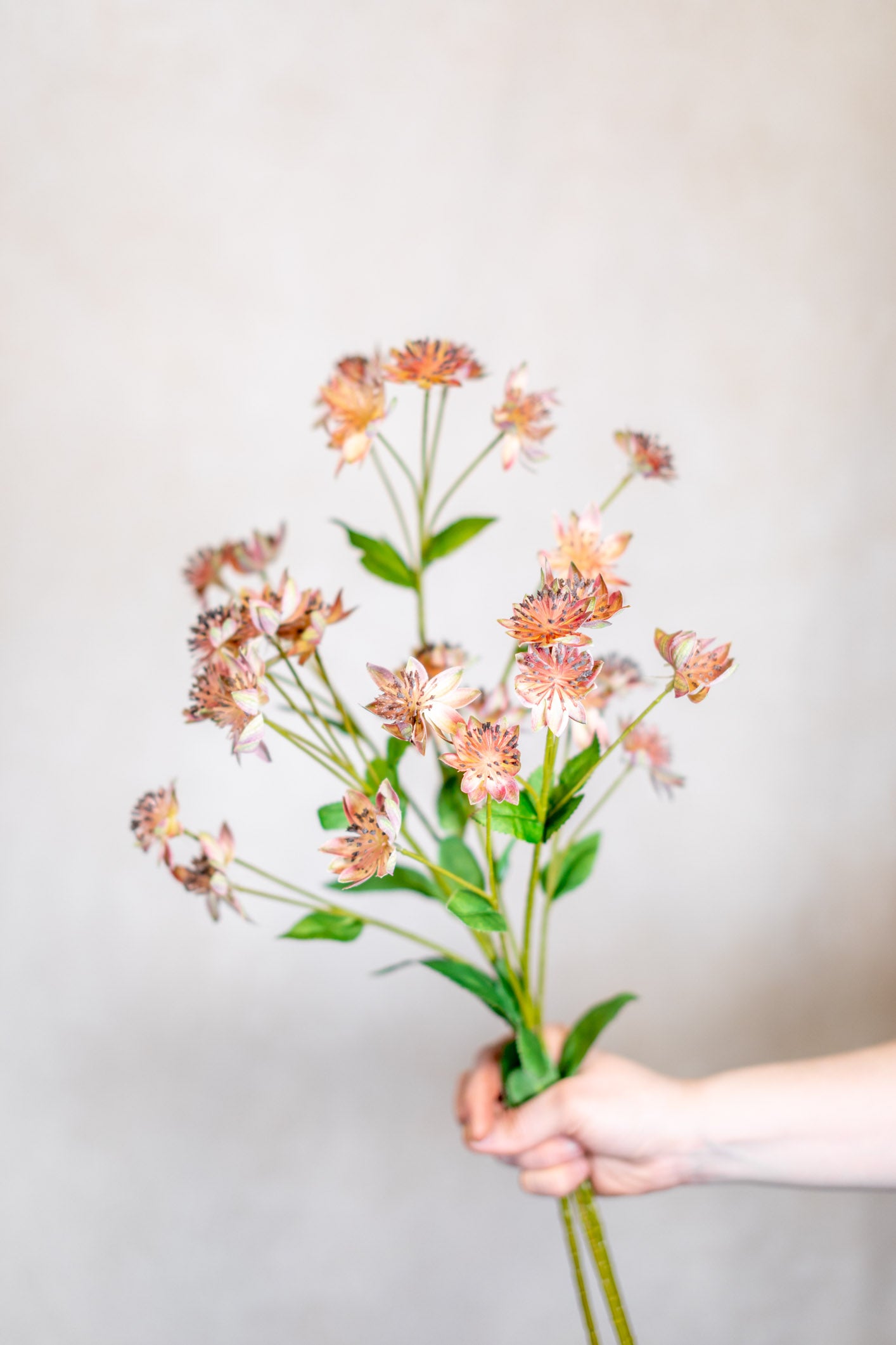 Armeria Spray Pink