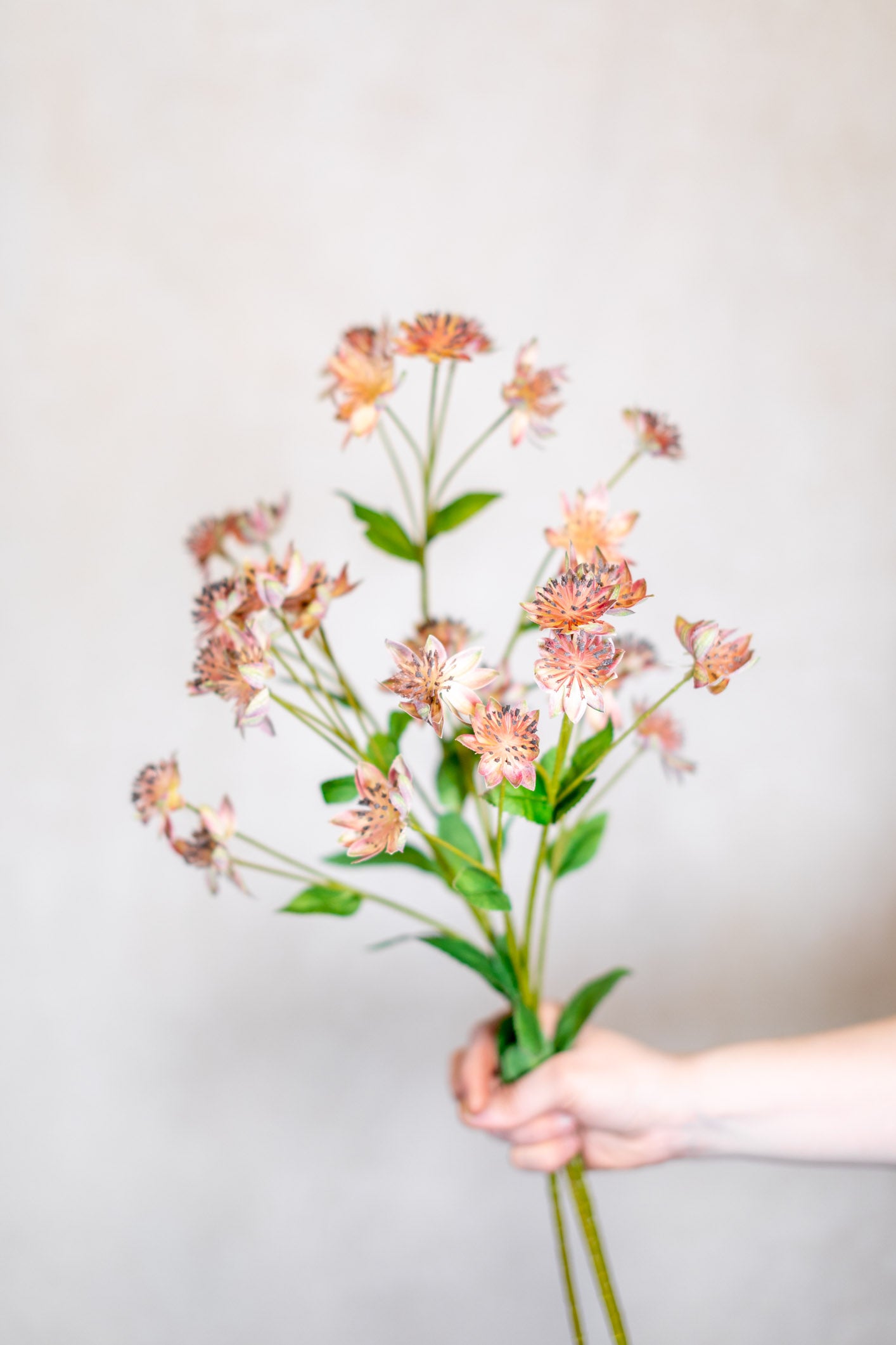 Armeria Spray Pink