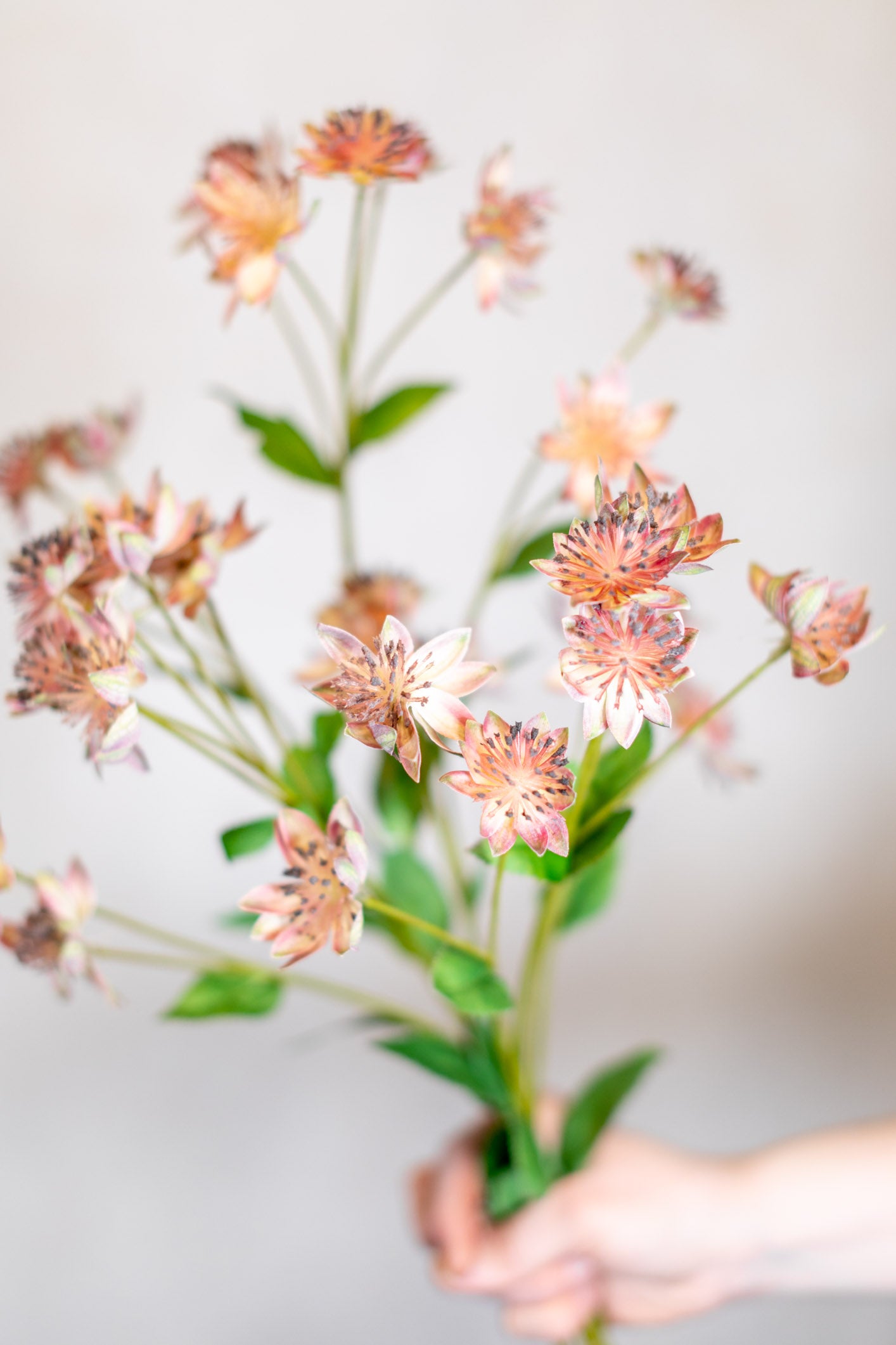 Armeria Spray Pink