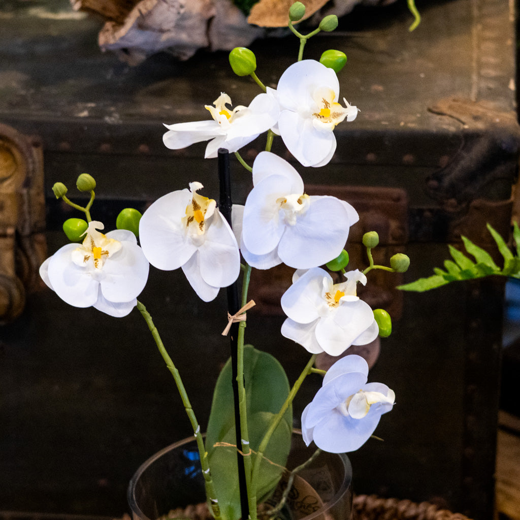 White Orchid with Moss Ball Real Touch 23.75"H