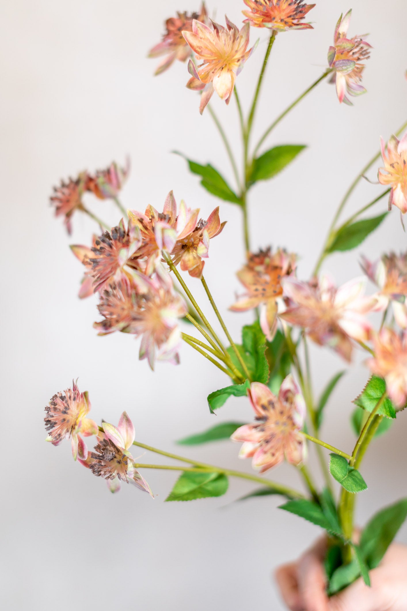 Armeria Spray Pink