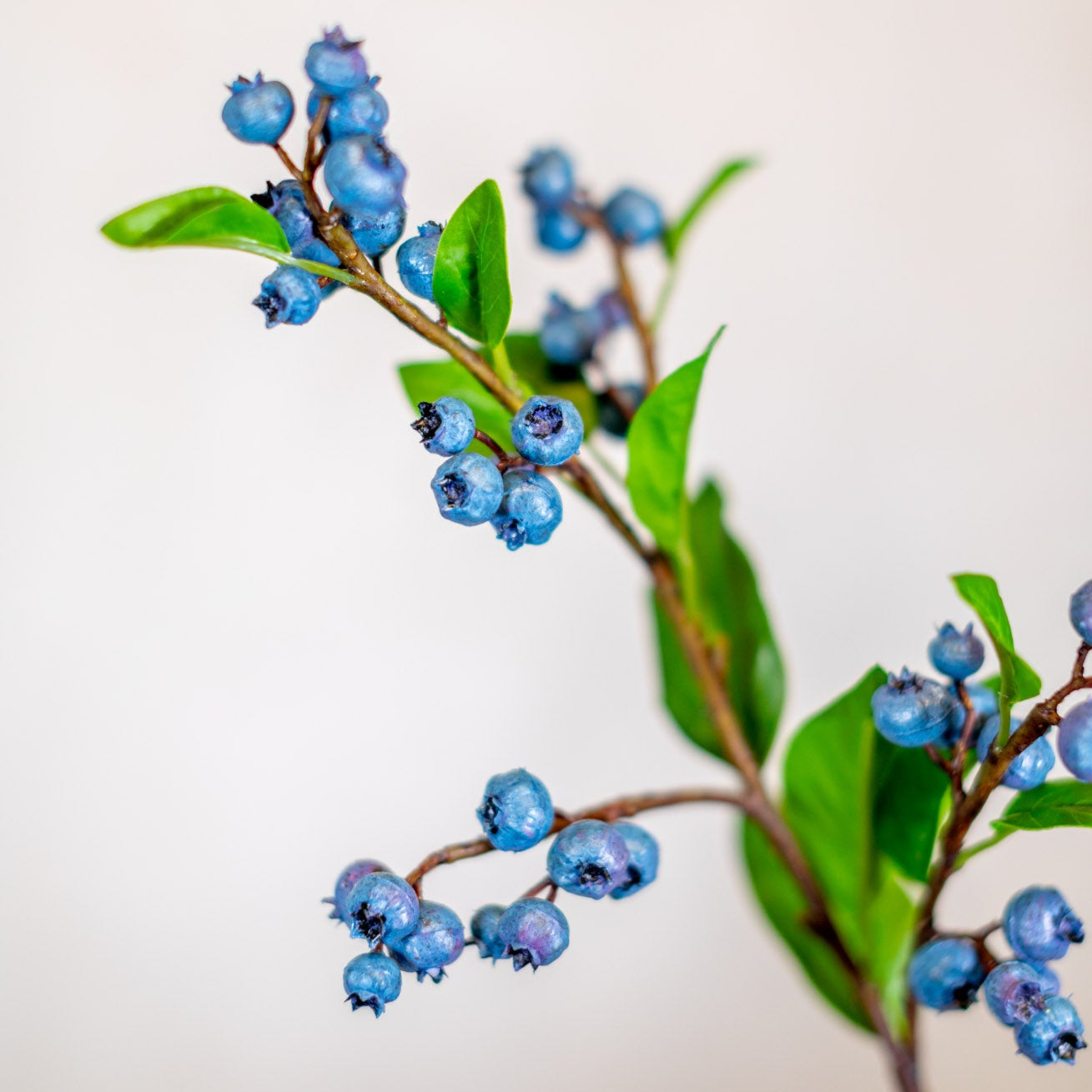 Blueberry Spray Stem