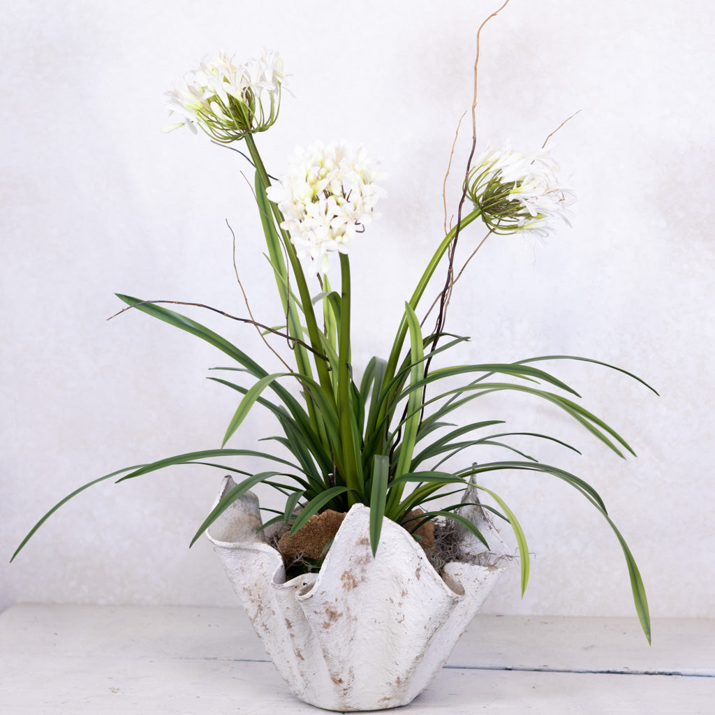 Triple White Agapanthus Drop In
