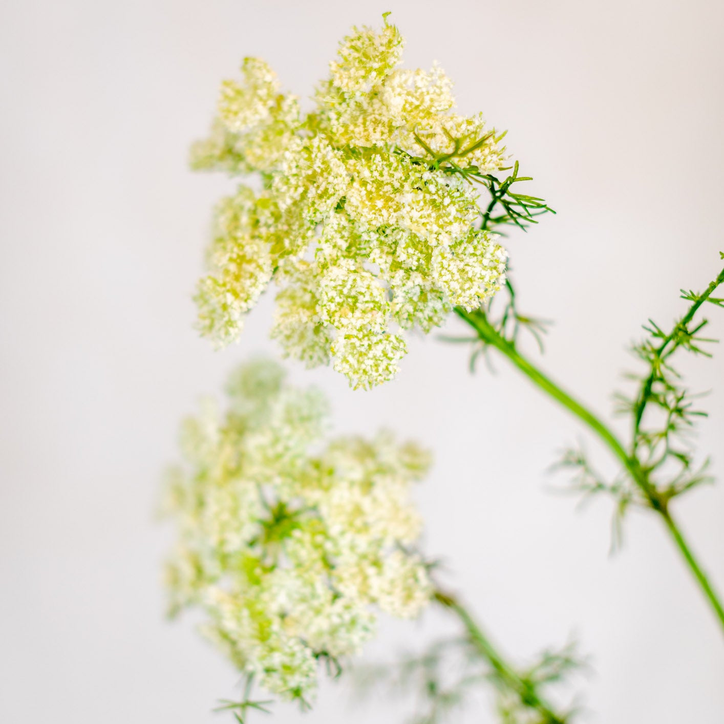 Wild White Dill Spray