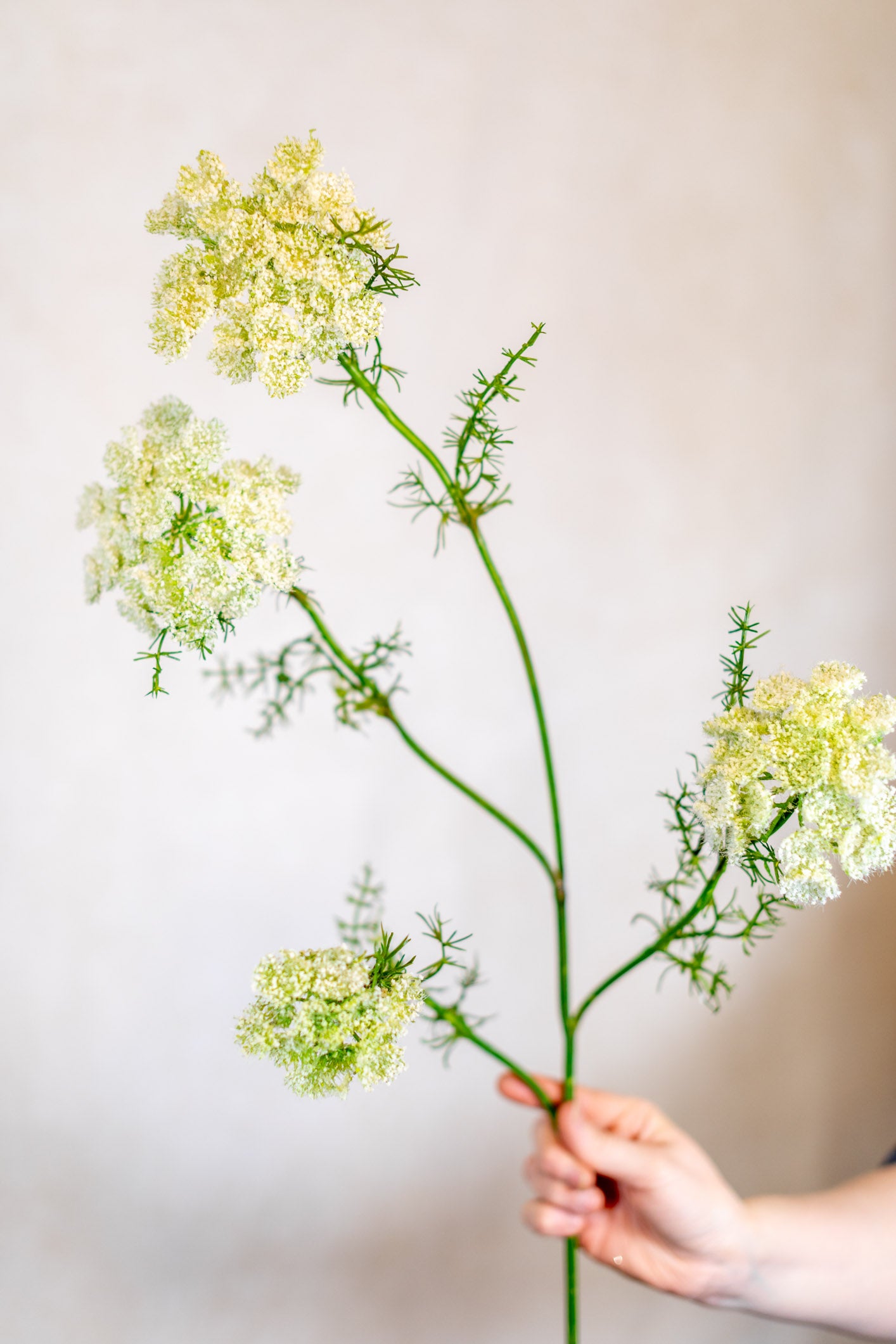 Wild White Dill Spray