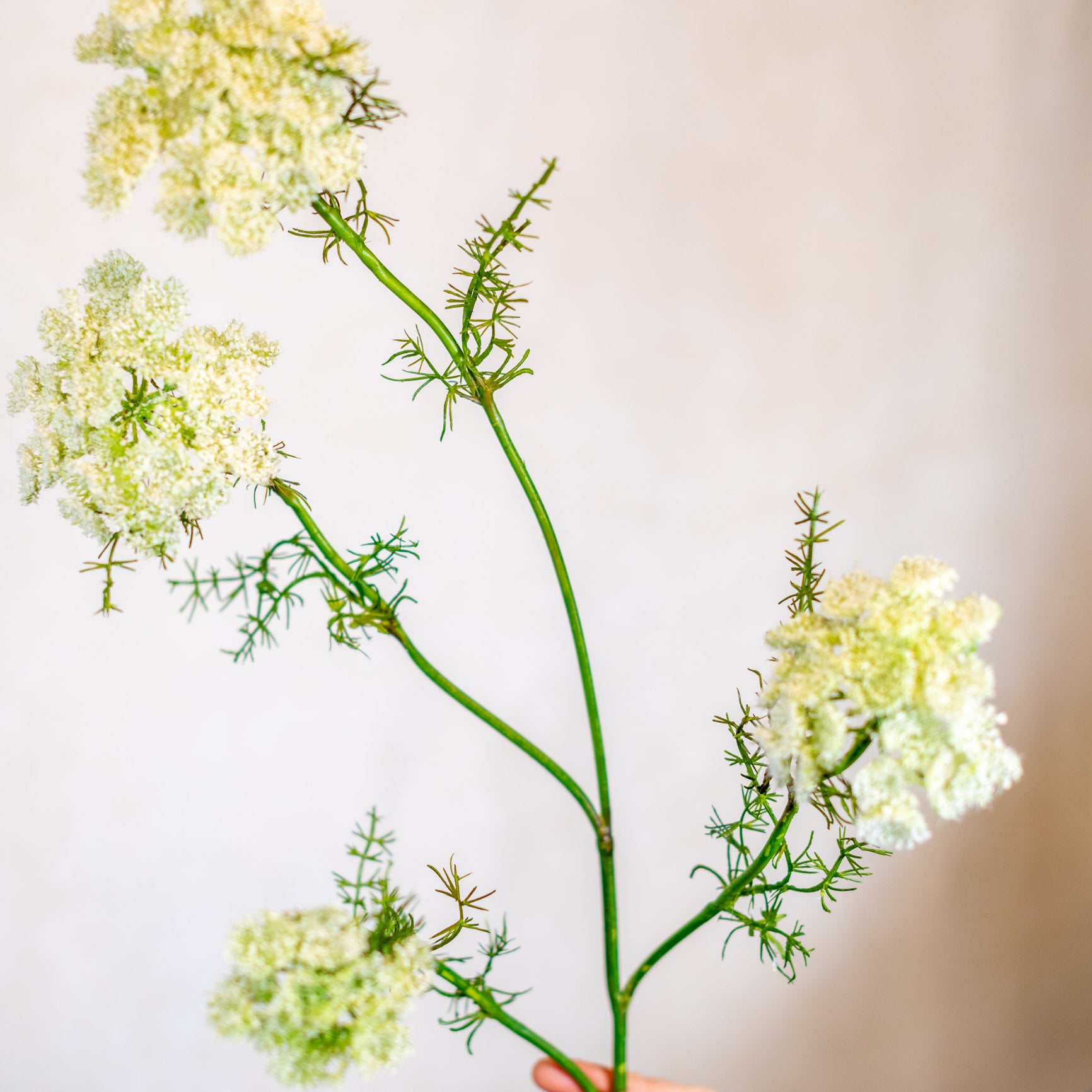 Wild White Dill Spray