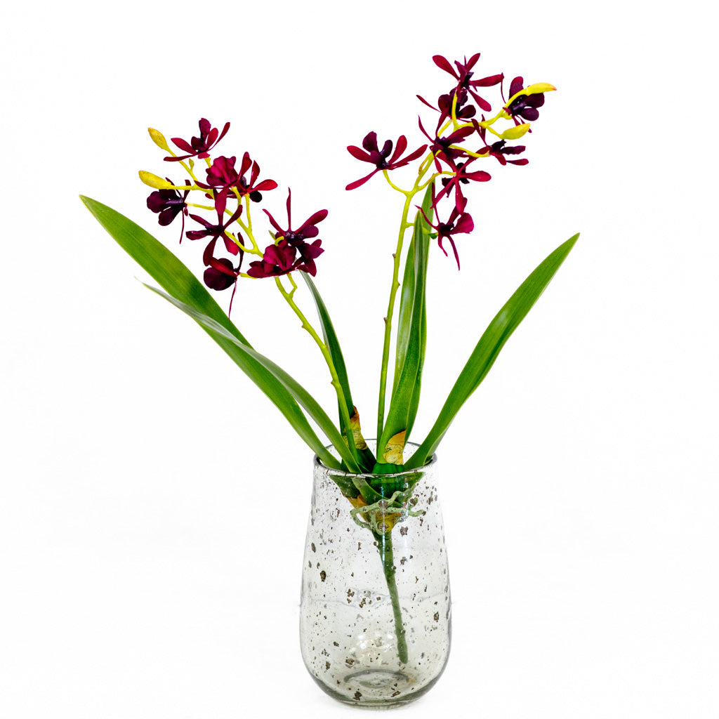 Mini Burgundy Cattleya Orchid Plant