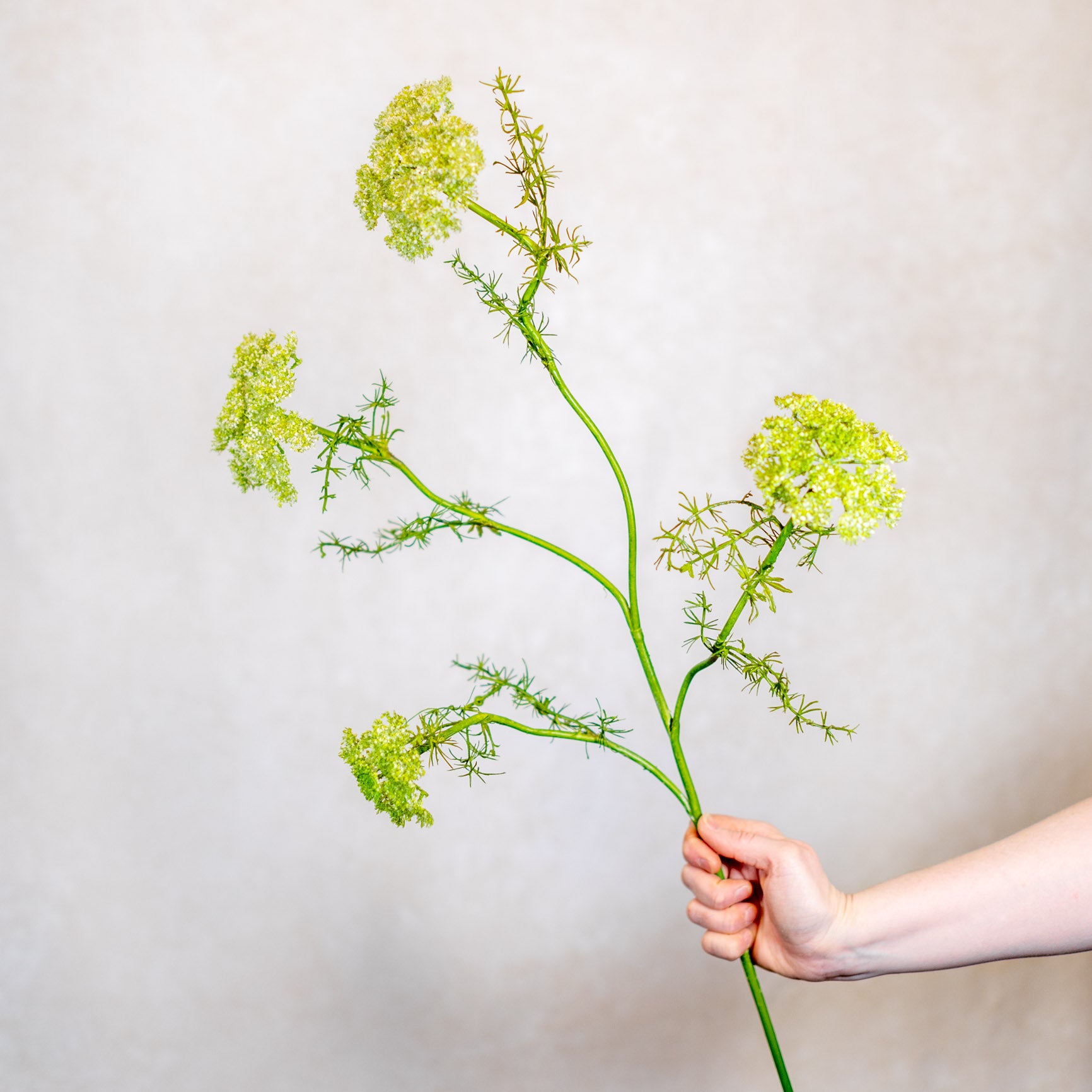 Wild Green Dill Spray