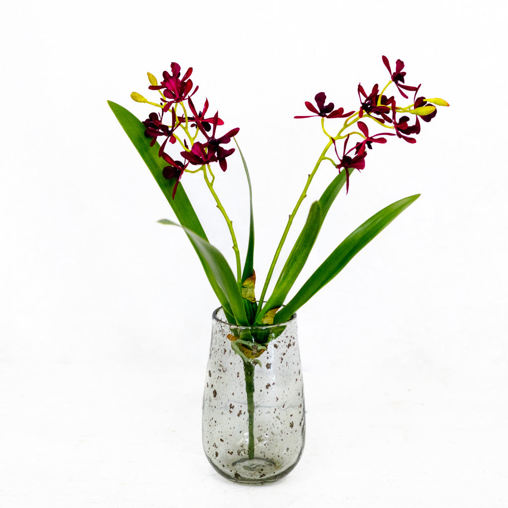 Mini Burgundy Cattleya Orchid Plant