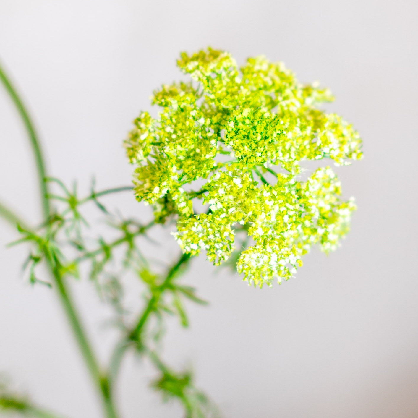 Wild Green Dill Spray