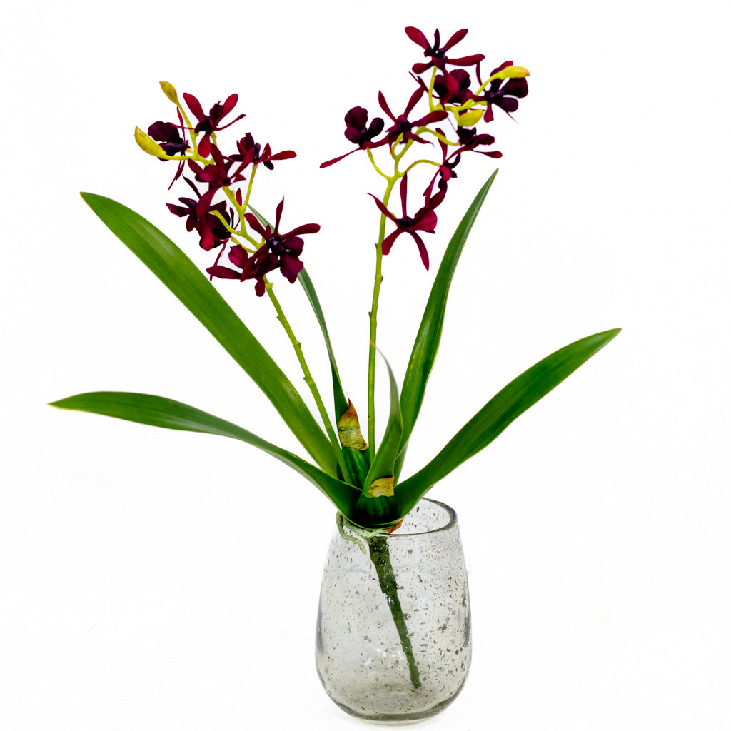 Mini Burgundy Cattleya Orchid Plant
